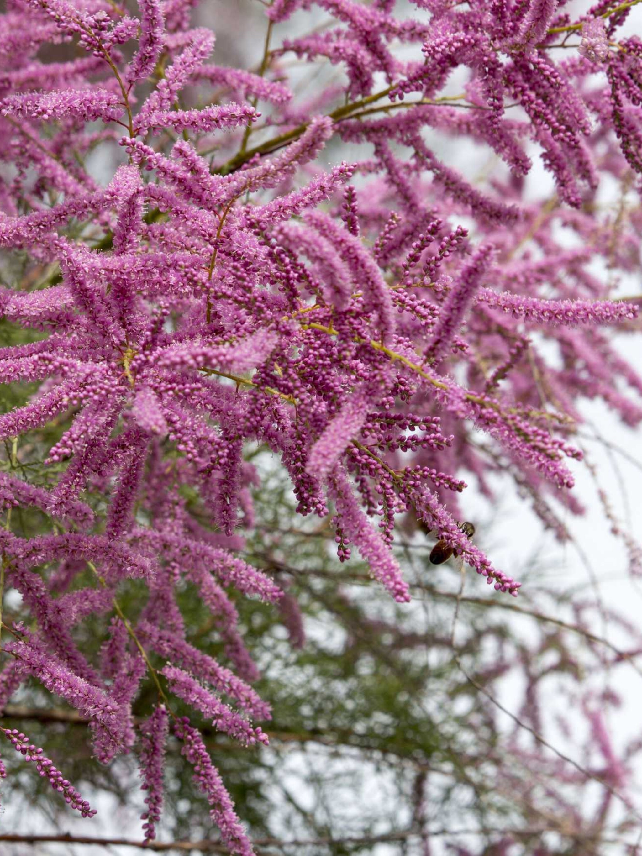 tamarisk