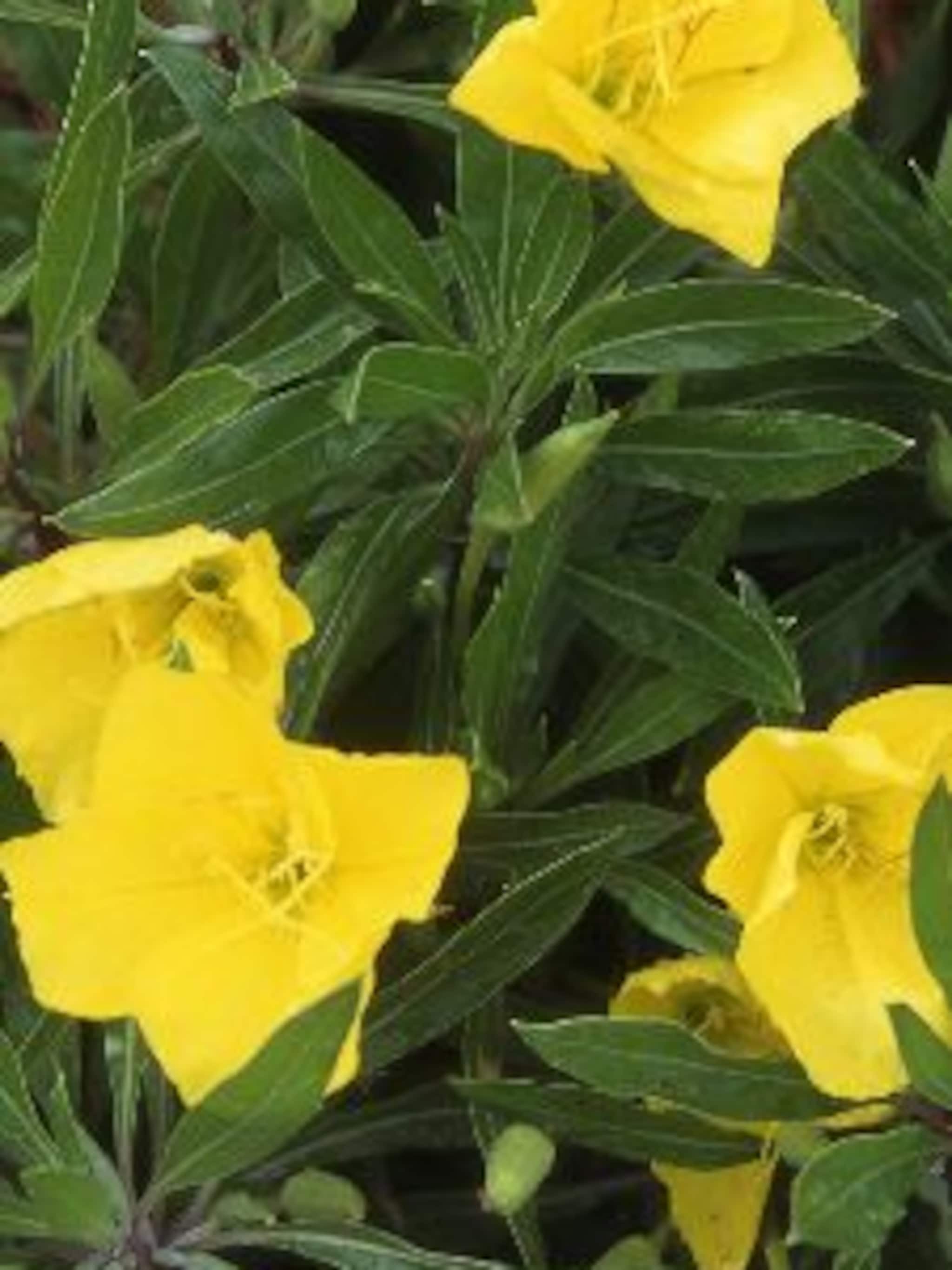 teunisbloem