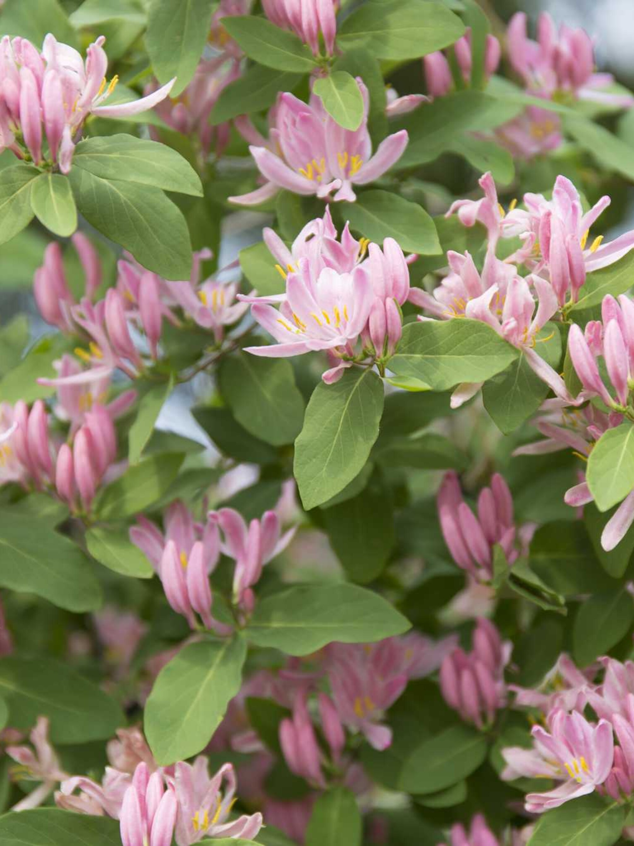 struikkamperfoelie lonicera tatarica