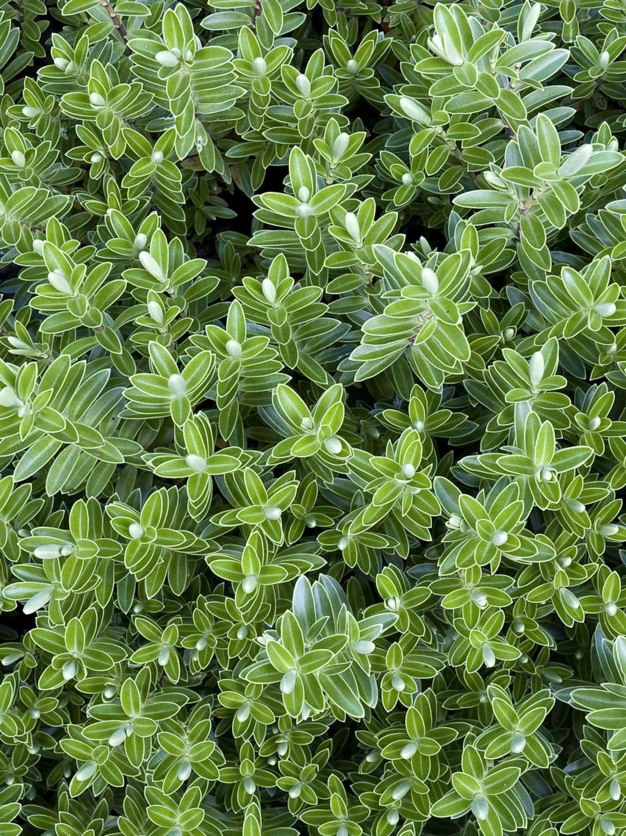 struikveronica pinguifolia