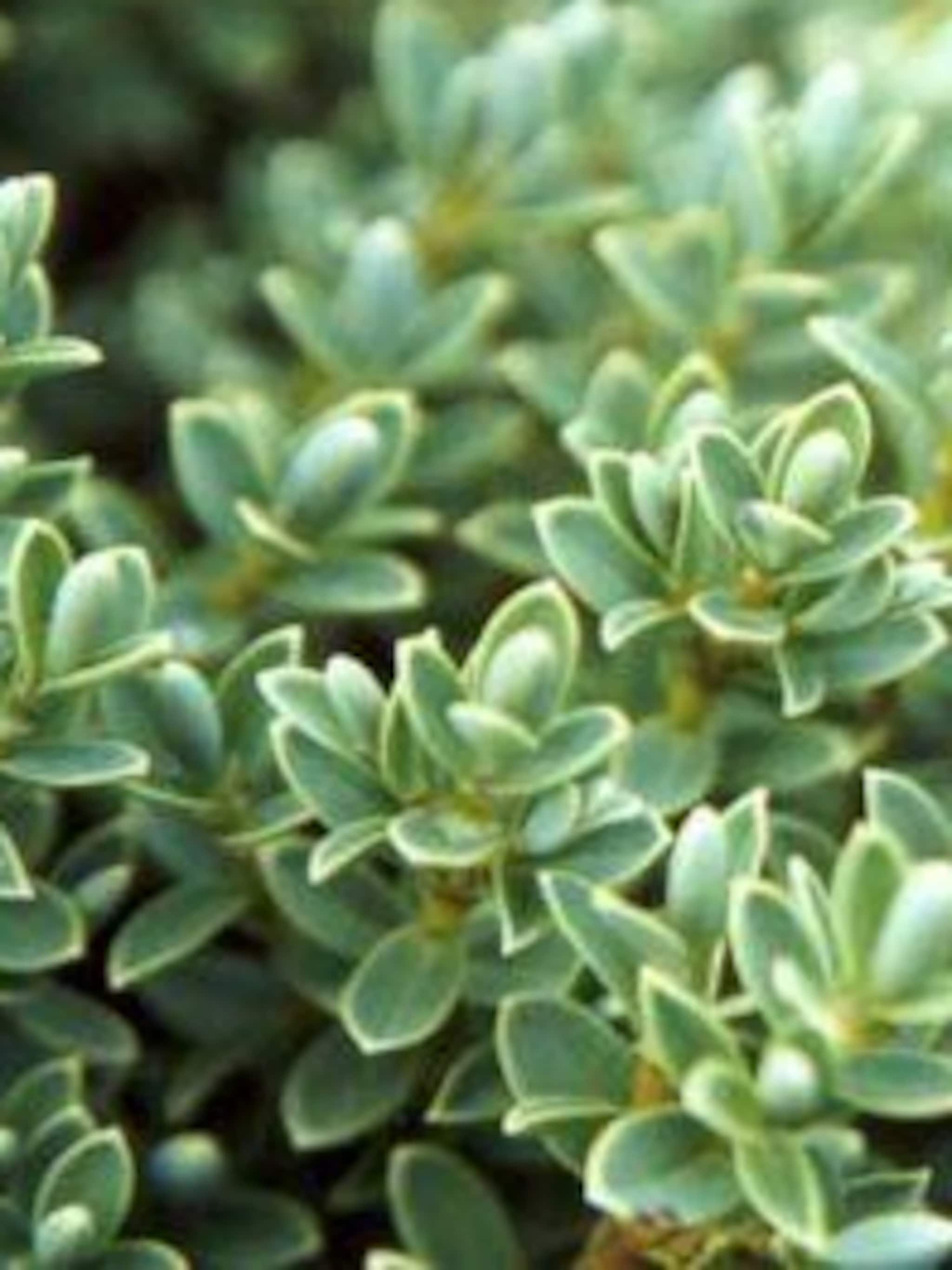 struikveronica pagei