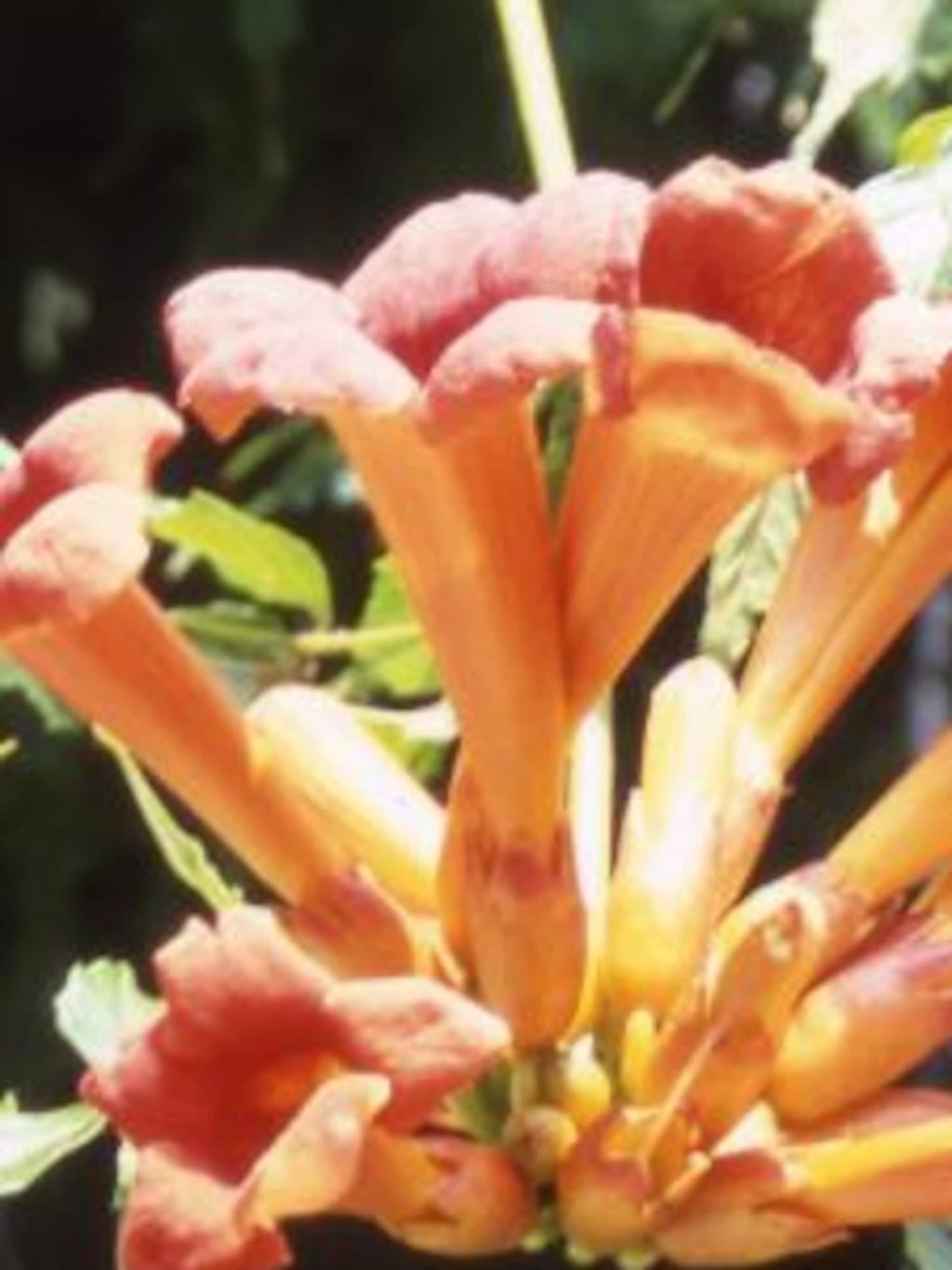 trompetbloem campsis radicans