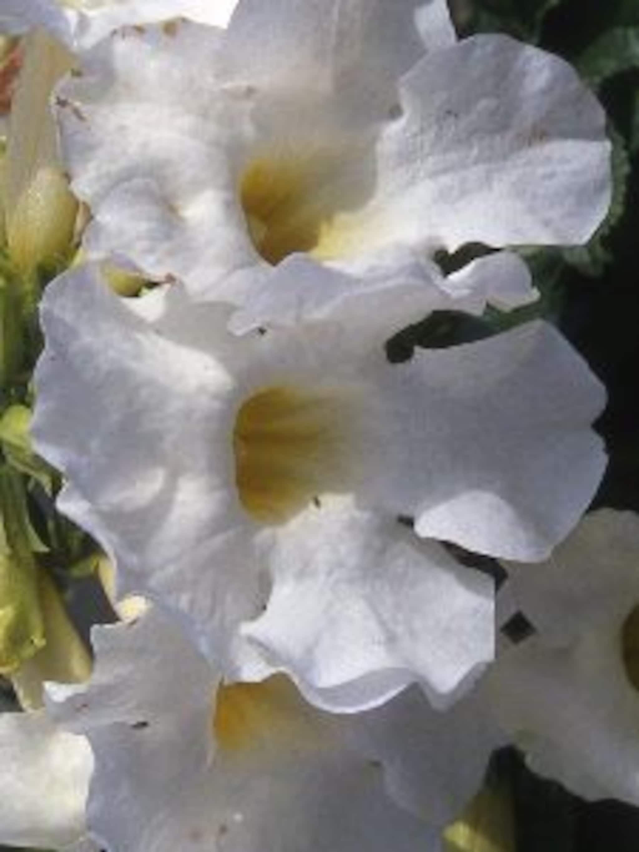 tuingloxinia