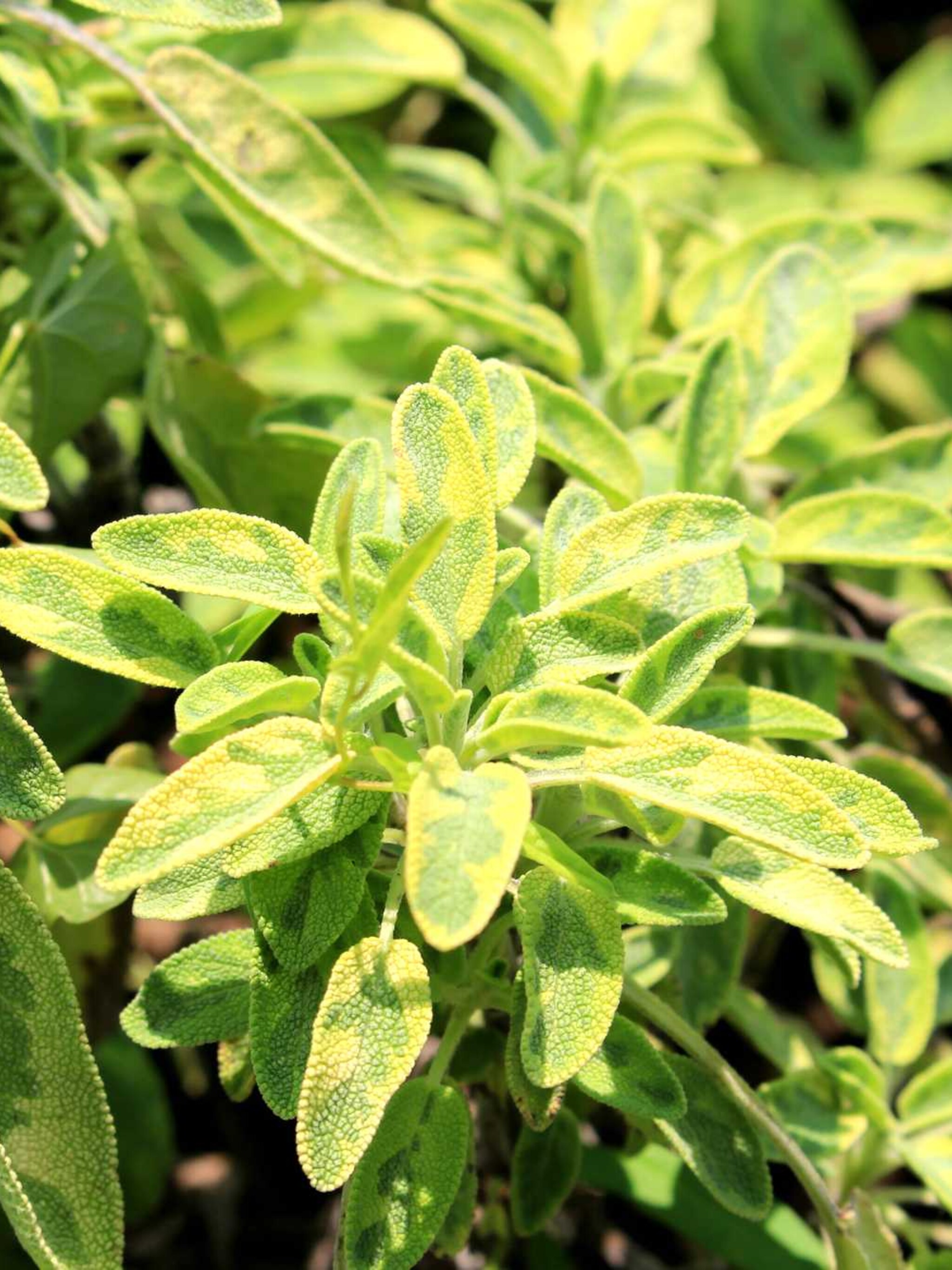 salie icterina