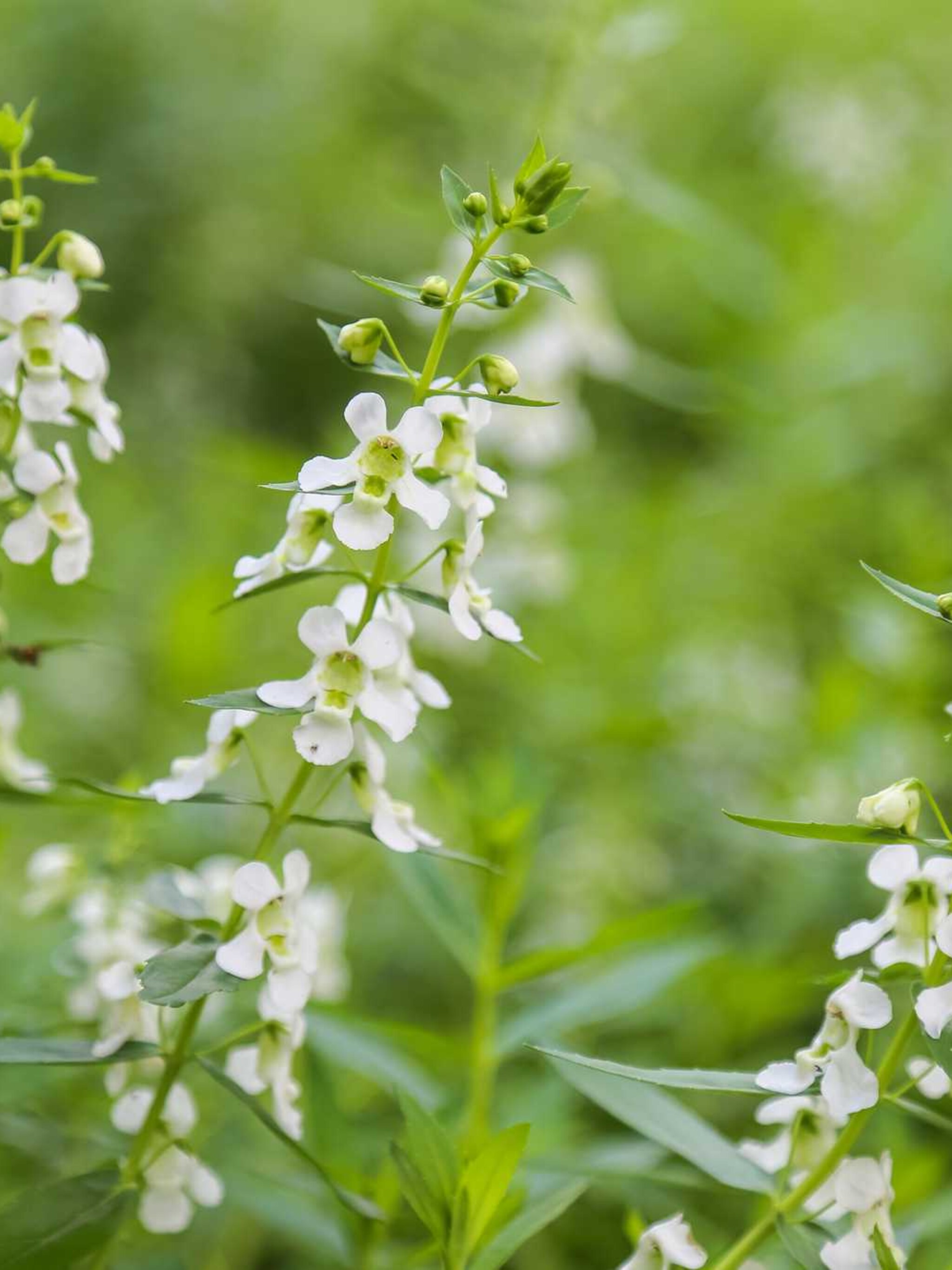 salie albiflora