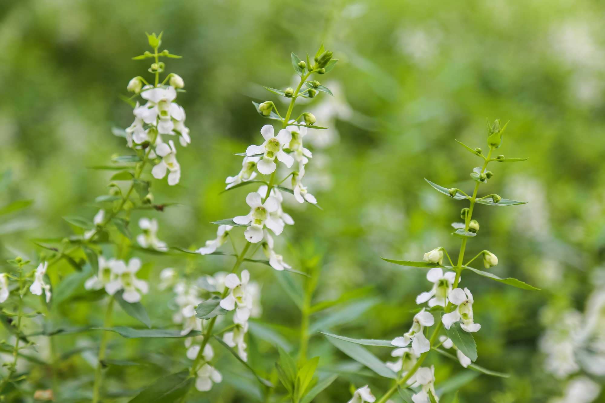 beeld vtwonen Shutterstock / SONGPAN JANTHONG