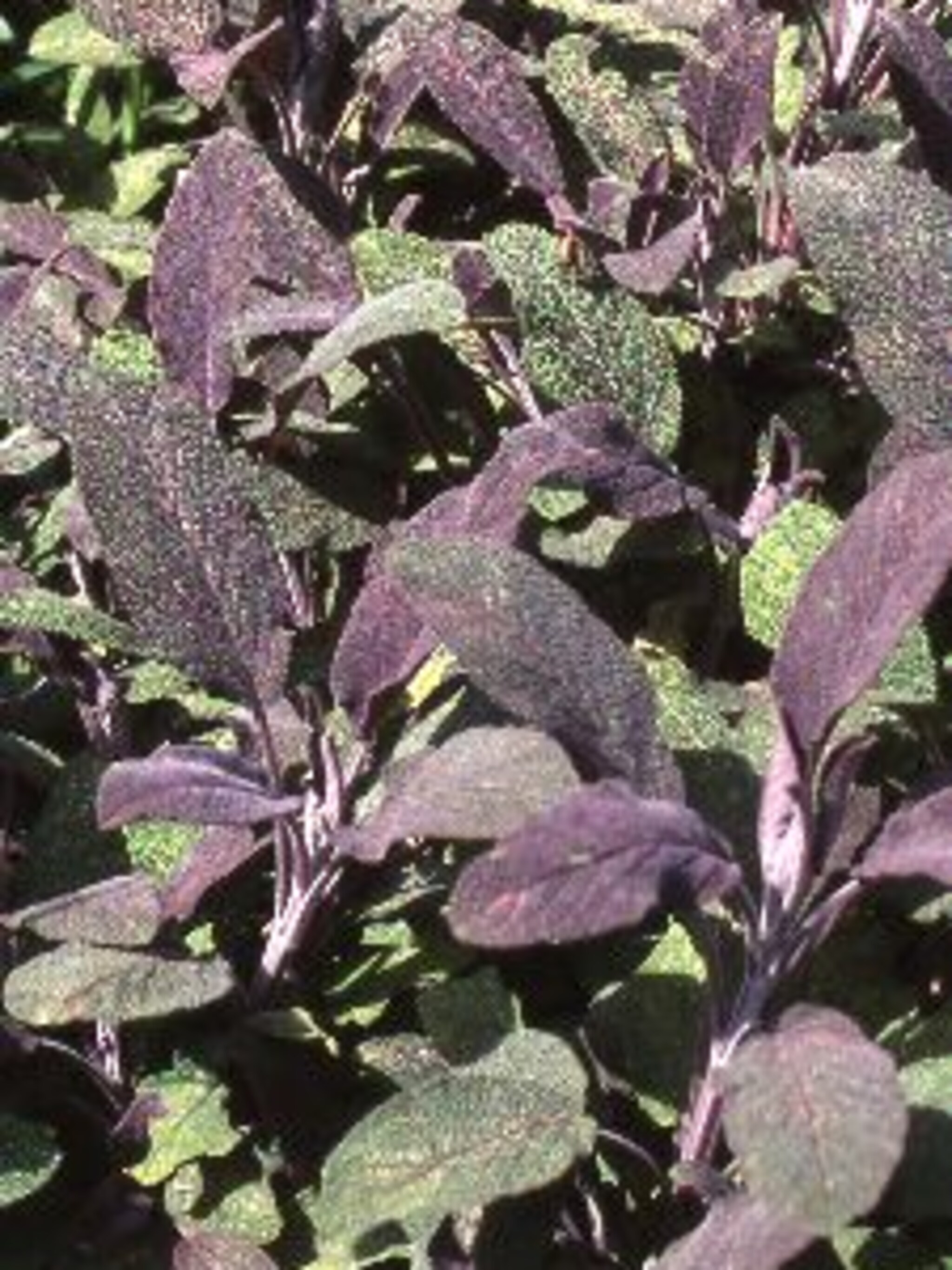 salie purpurascens