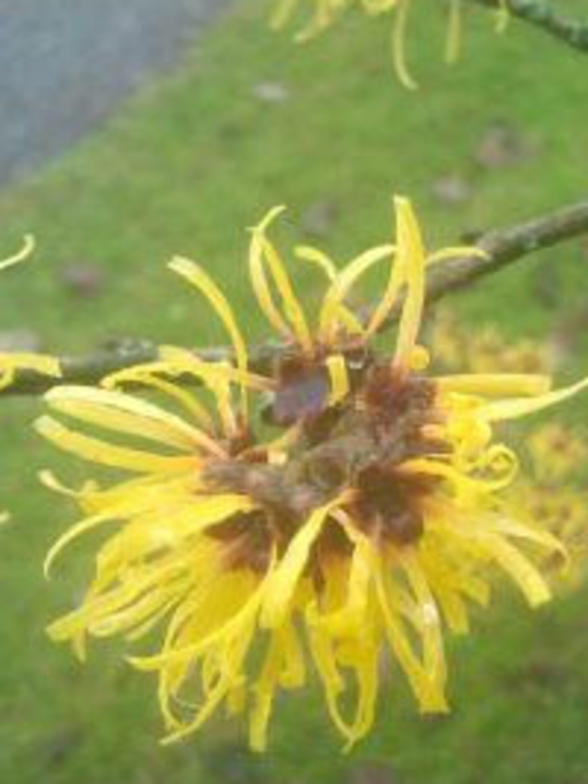 toverhazelaar hamamelis