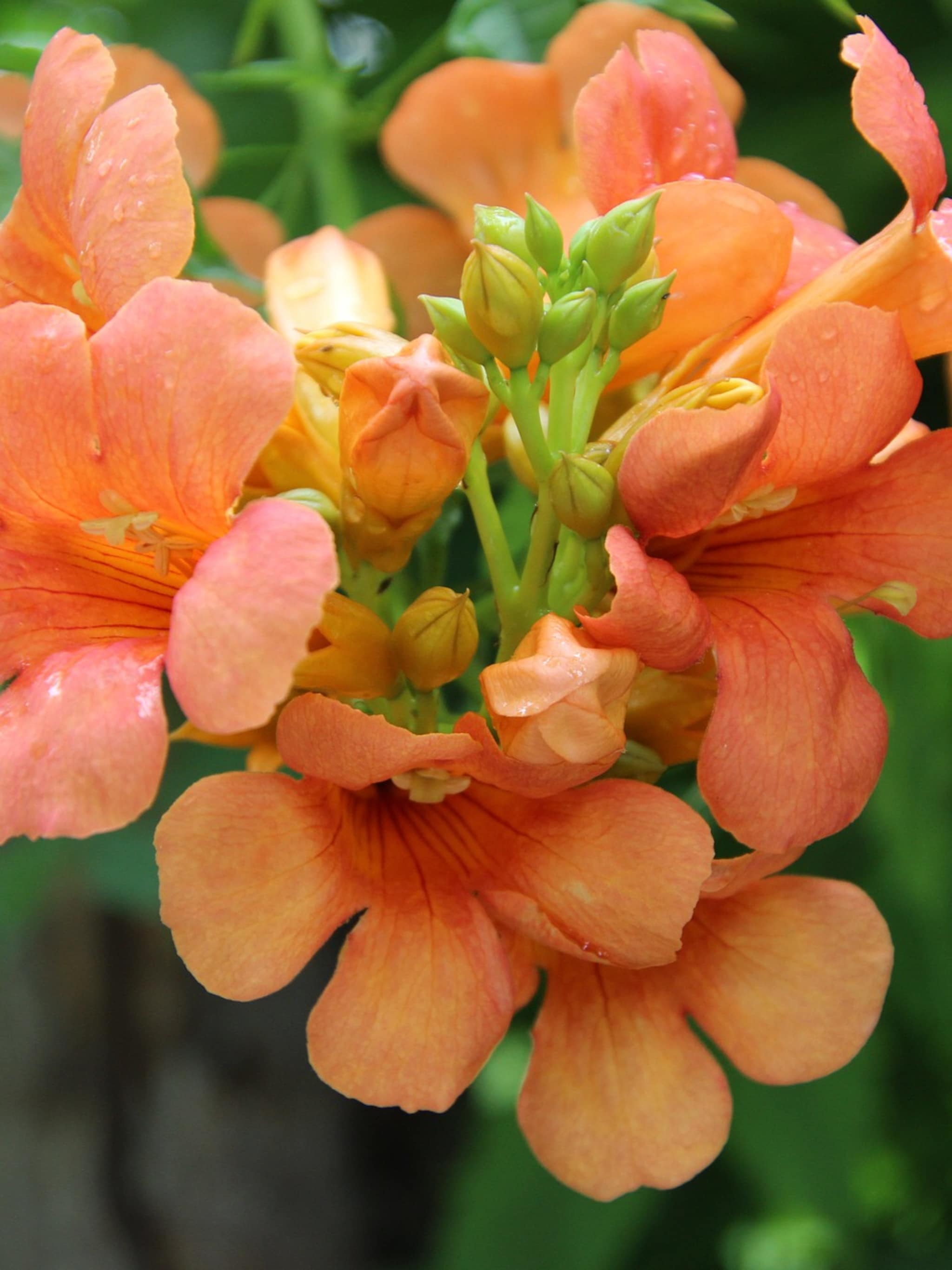 alles over de trompetbloem