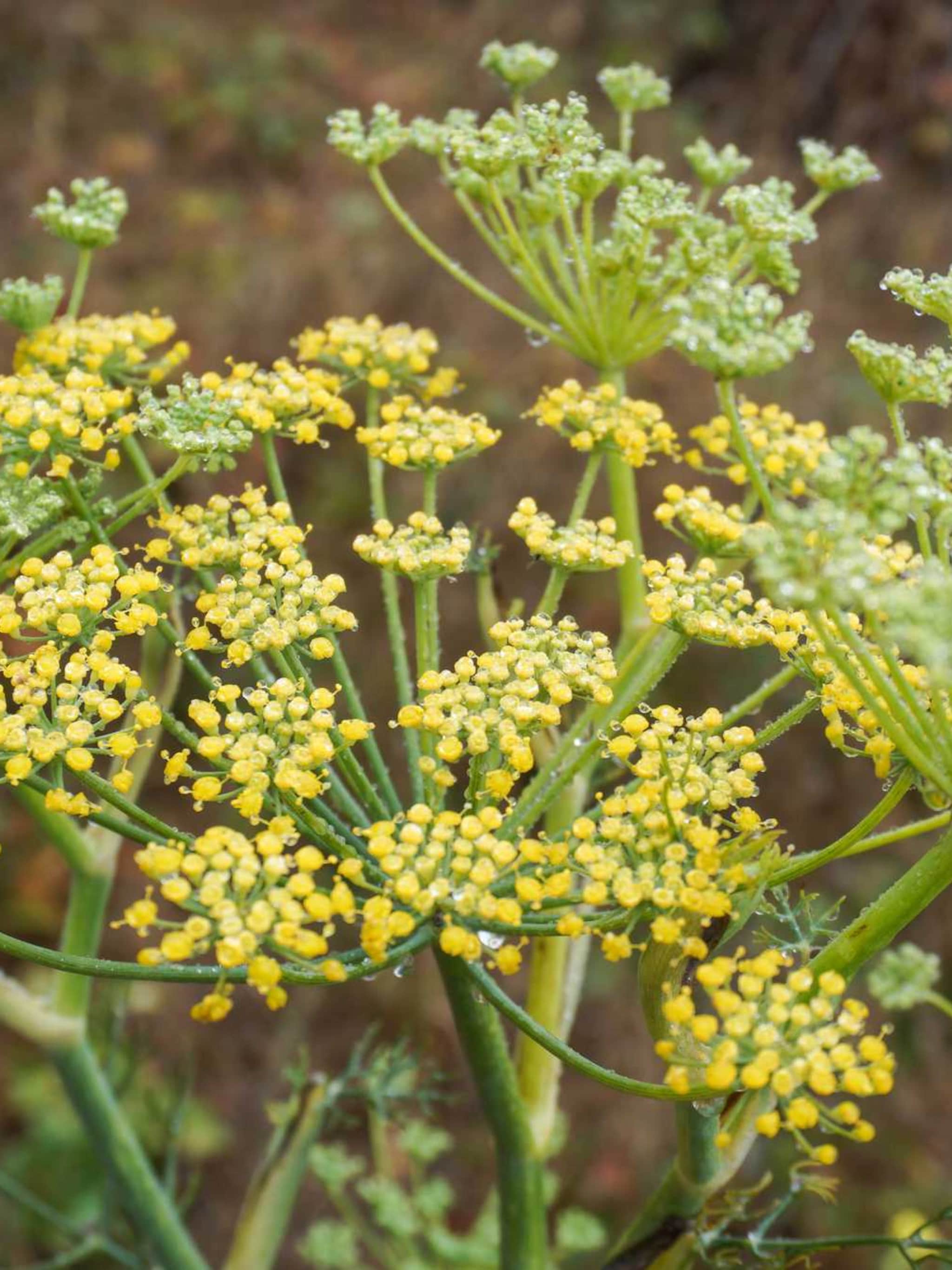 venkel foeniculum