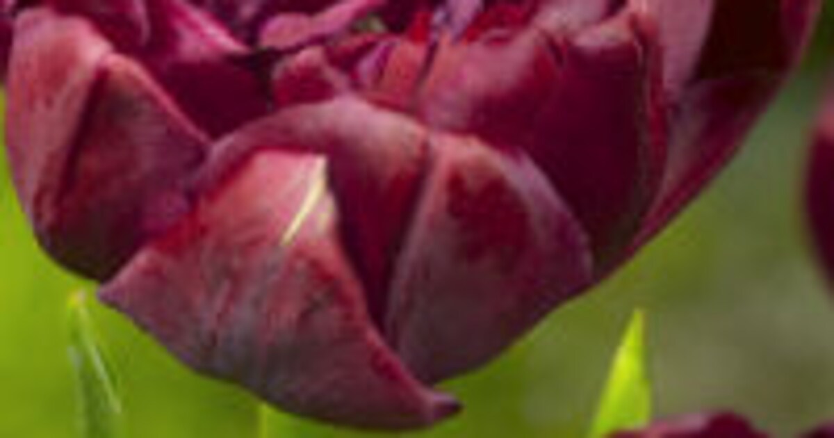 Tulp - Tulipa 'Uncle Tom' - Plantenindex | vtwonen