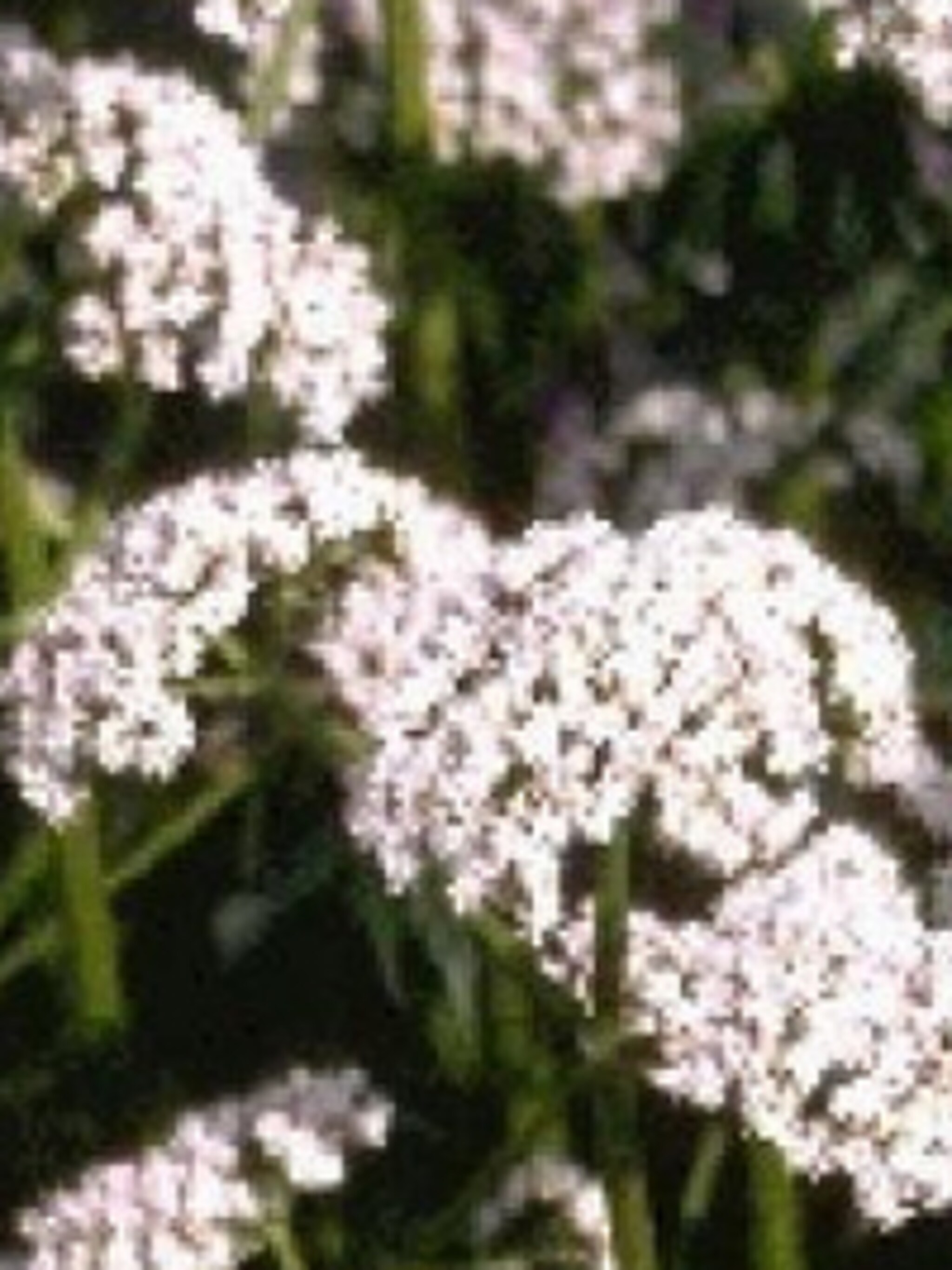 valeriaan
