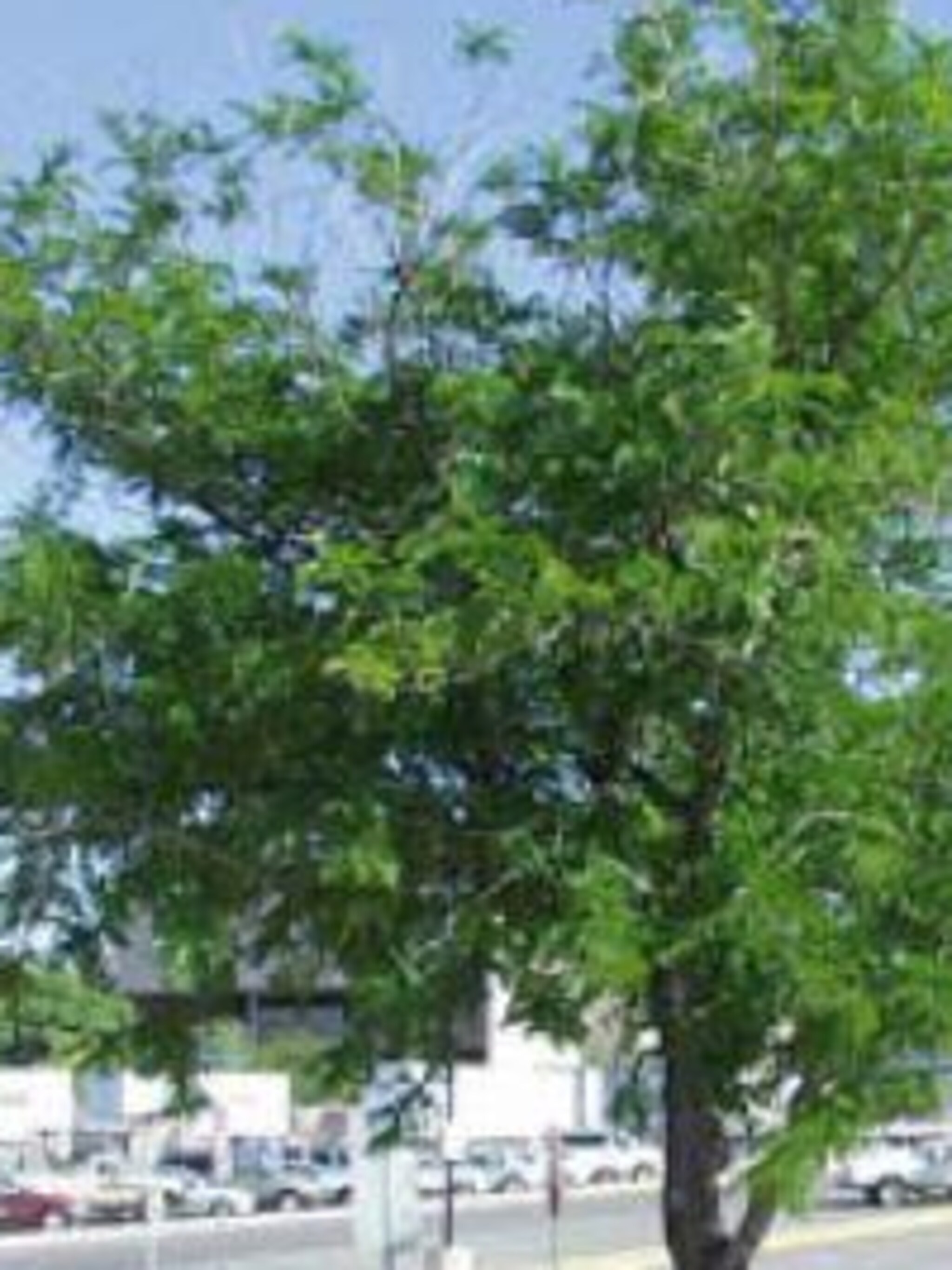 valse christusdoorn gleditsia triacanthos