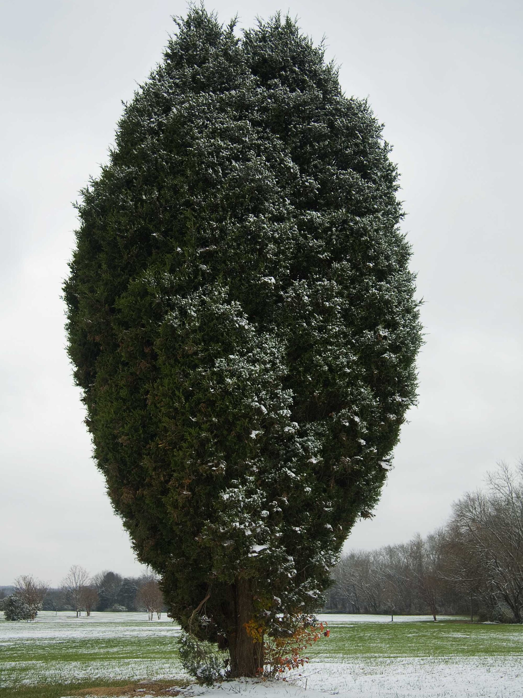 virginische jeneverbes canaertii