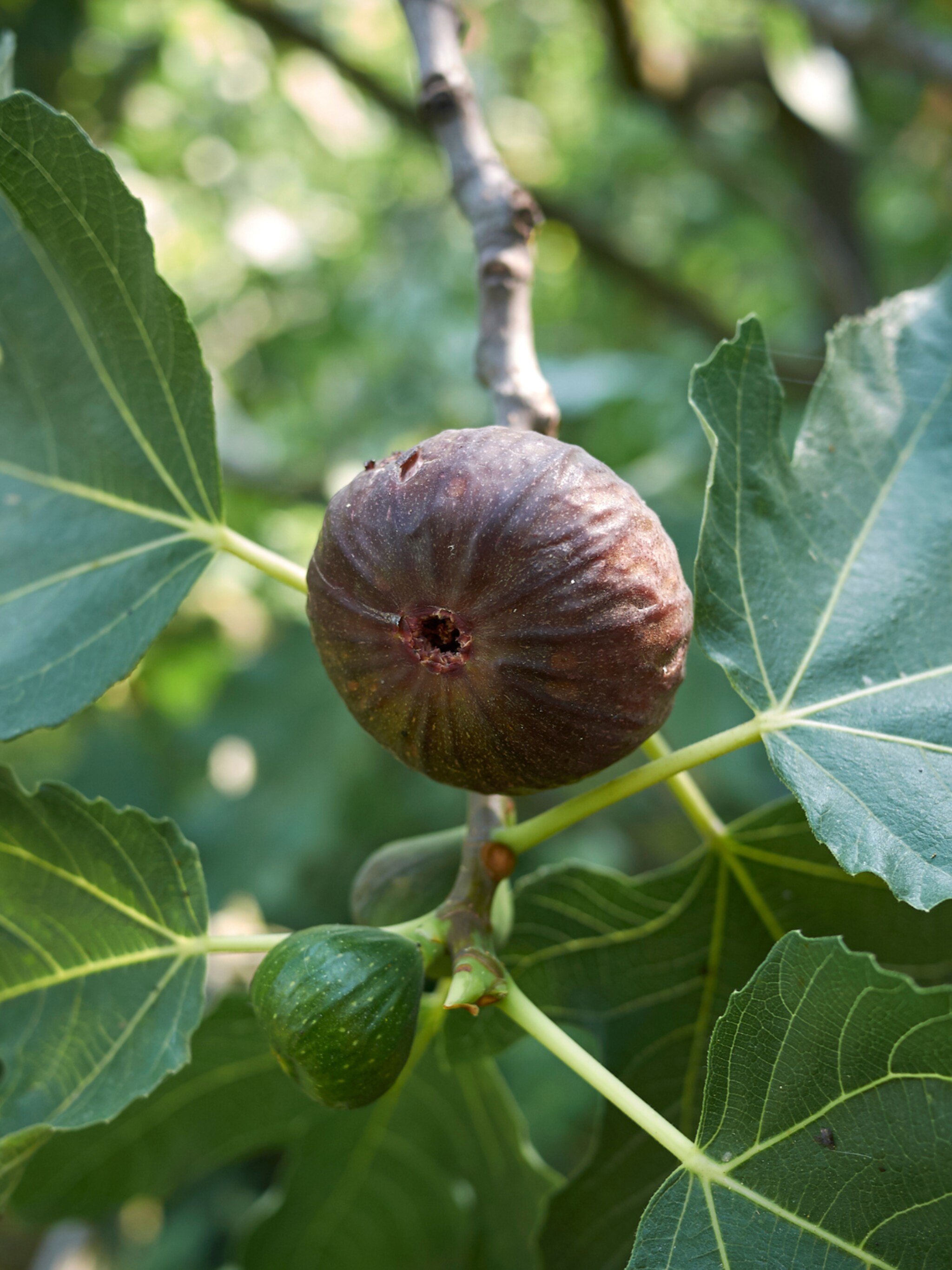 alles over de vijgenboom