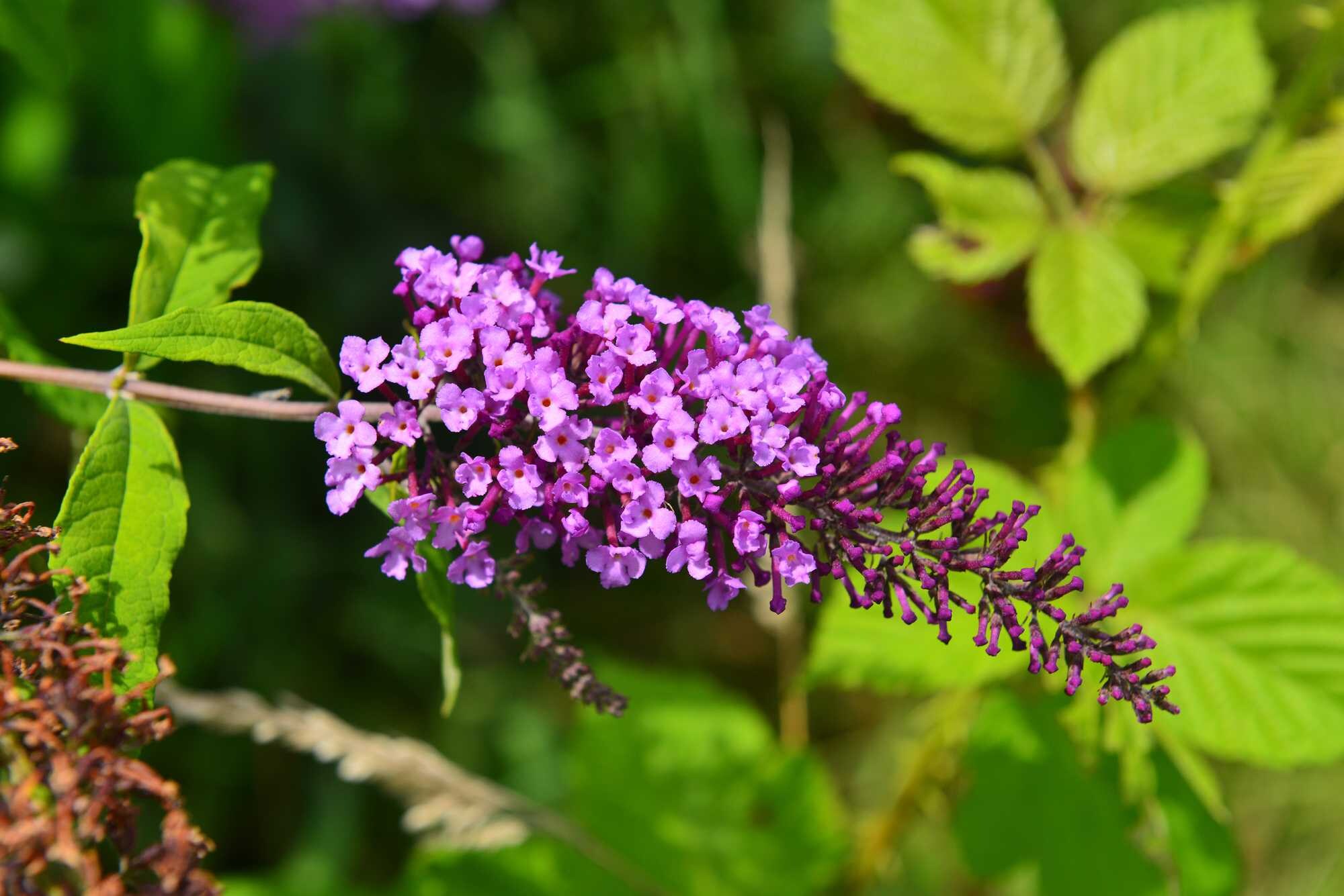 beeld vtwonen Shutterstock / Vahan Abrahamyan