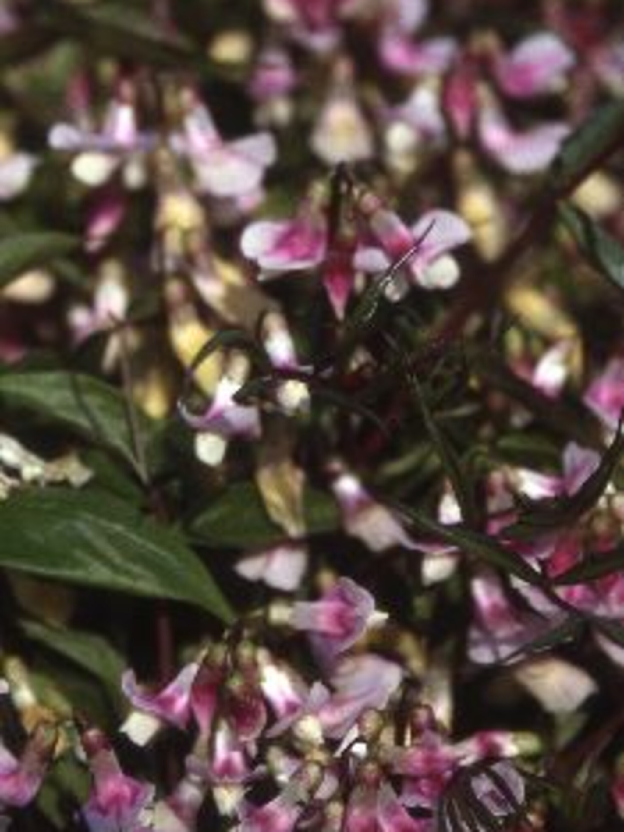 vaste lathyrus