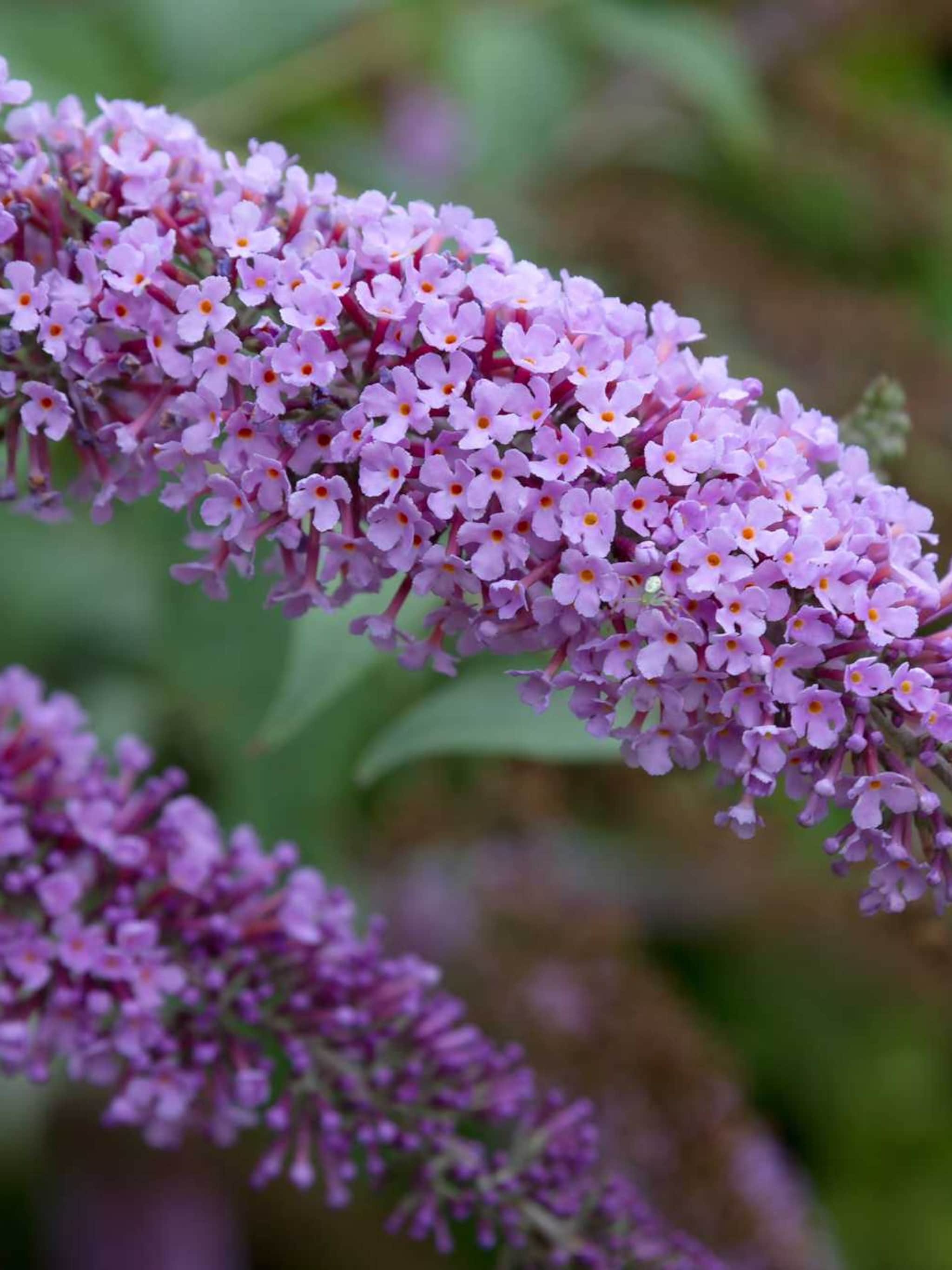vlinderstruik buddleja fortune