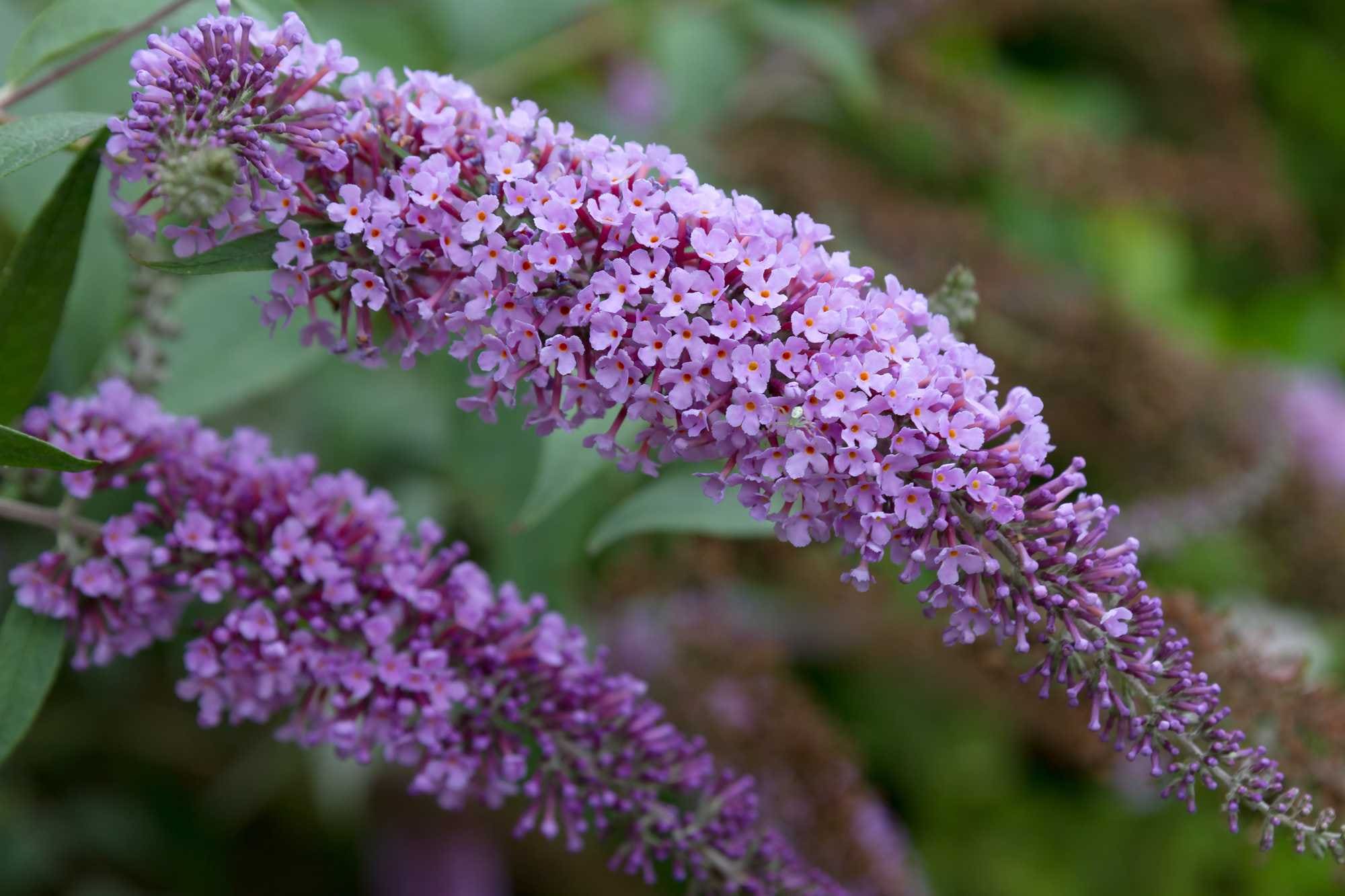 beeld vtwonen Shutterstock / relish5
