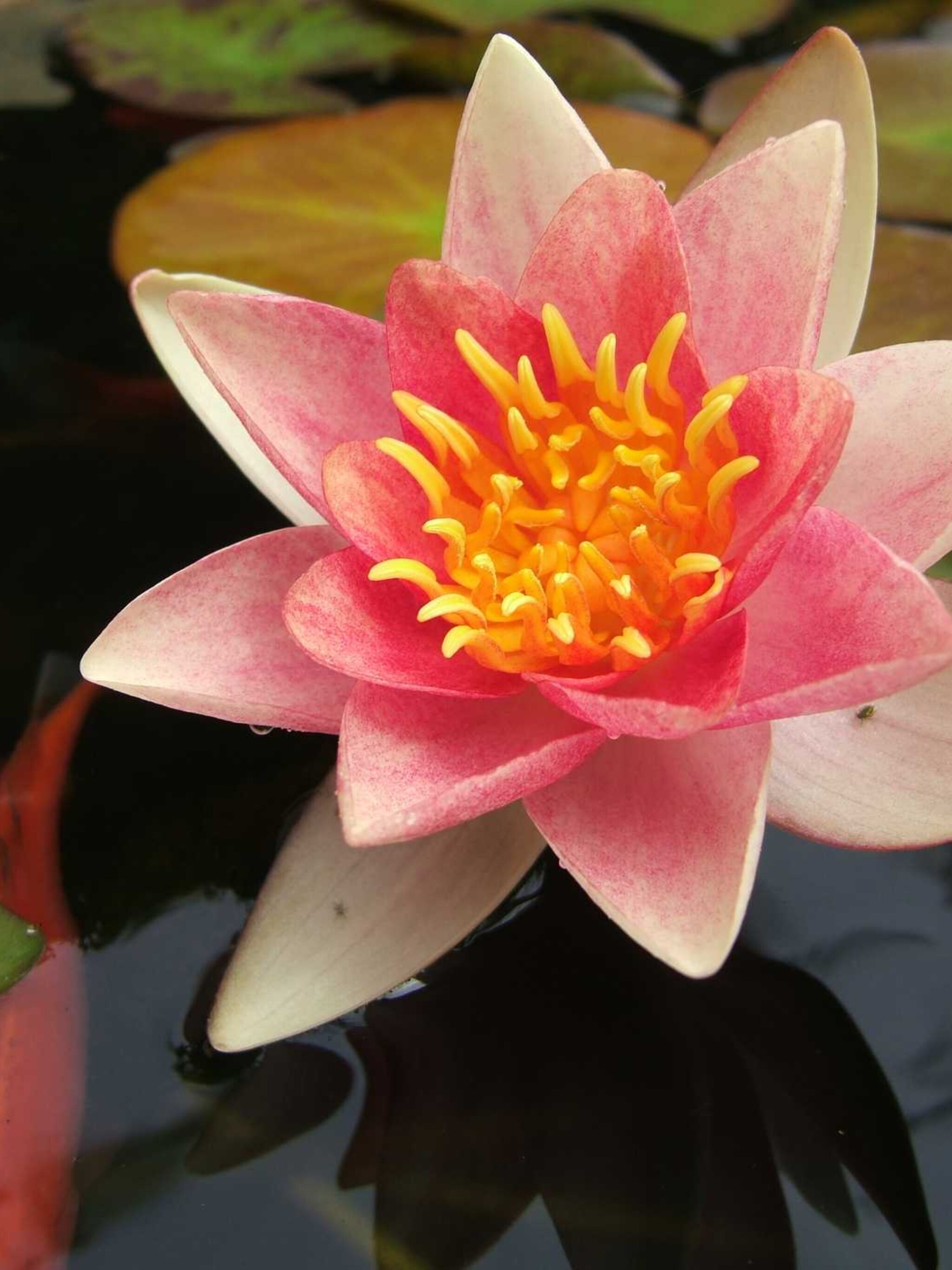 waterlelie nymphaea aurora