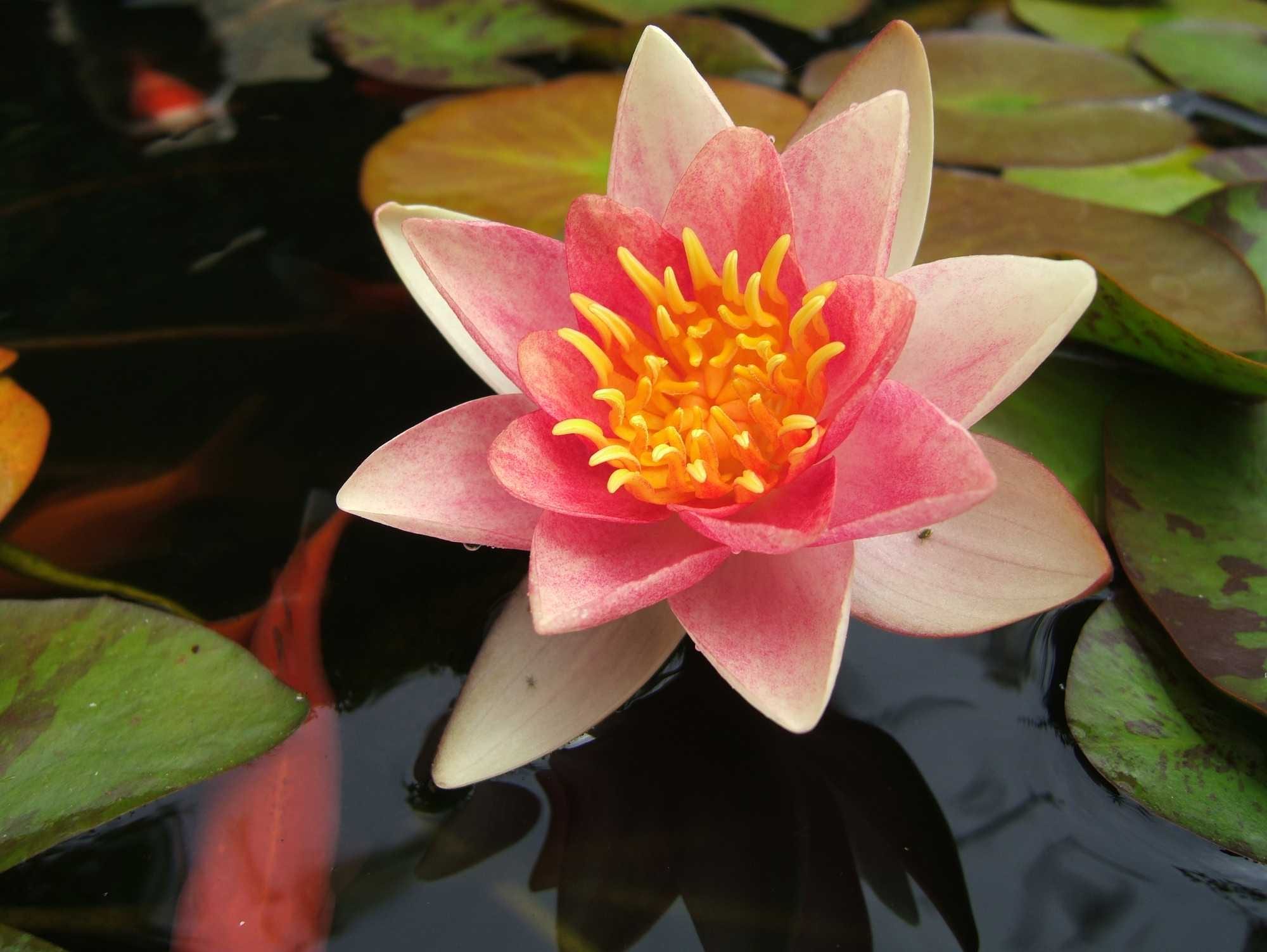 beeld vtwonen Shutterstock / Sidneyphotos