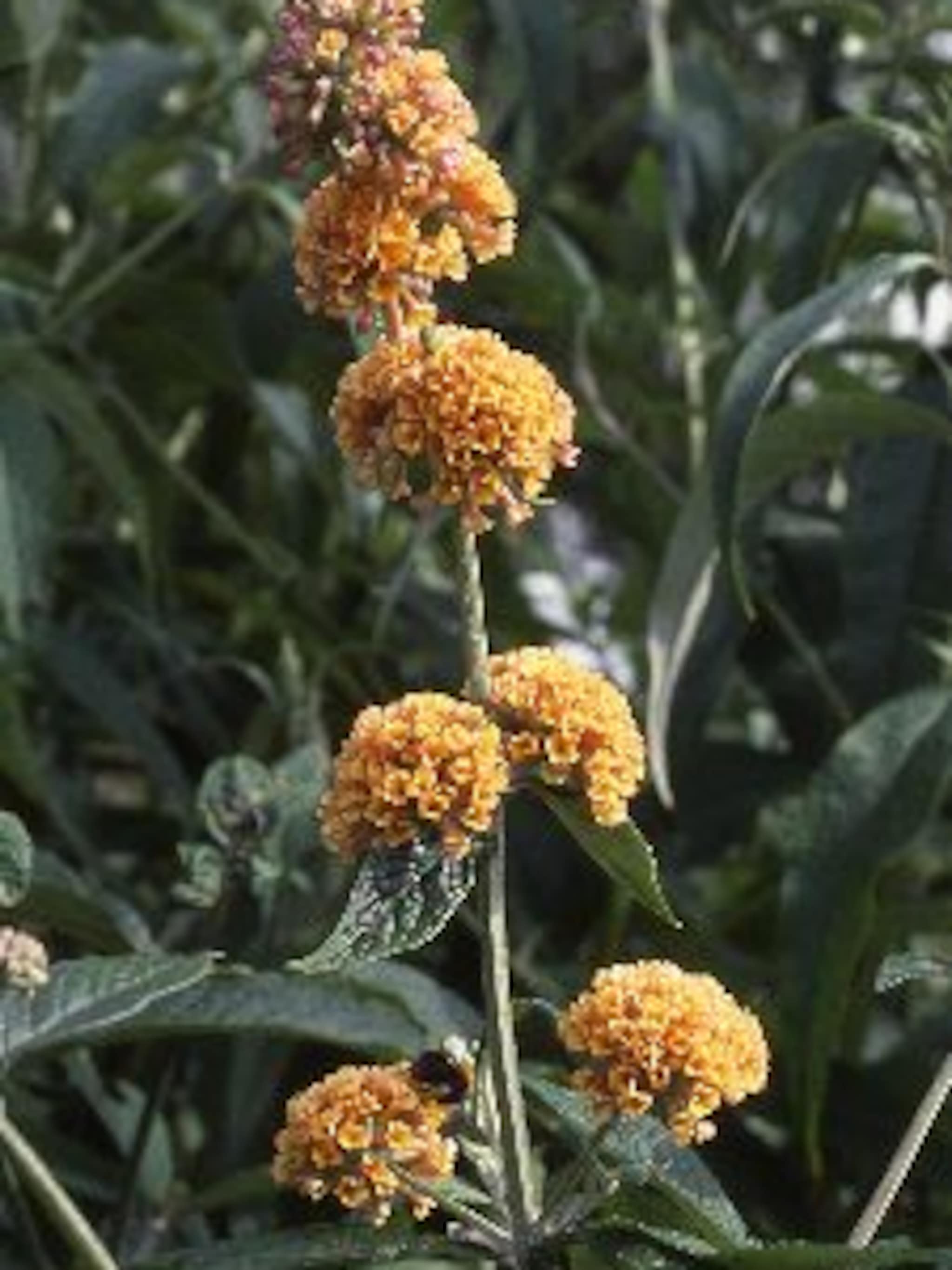 vlinderstruik weyeriana