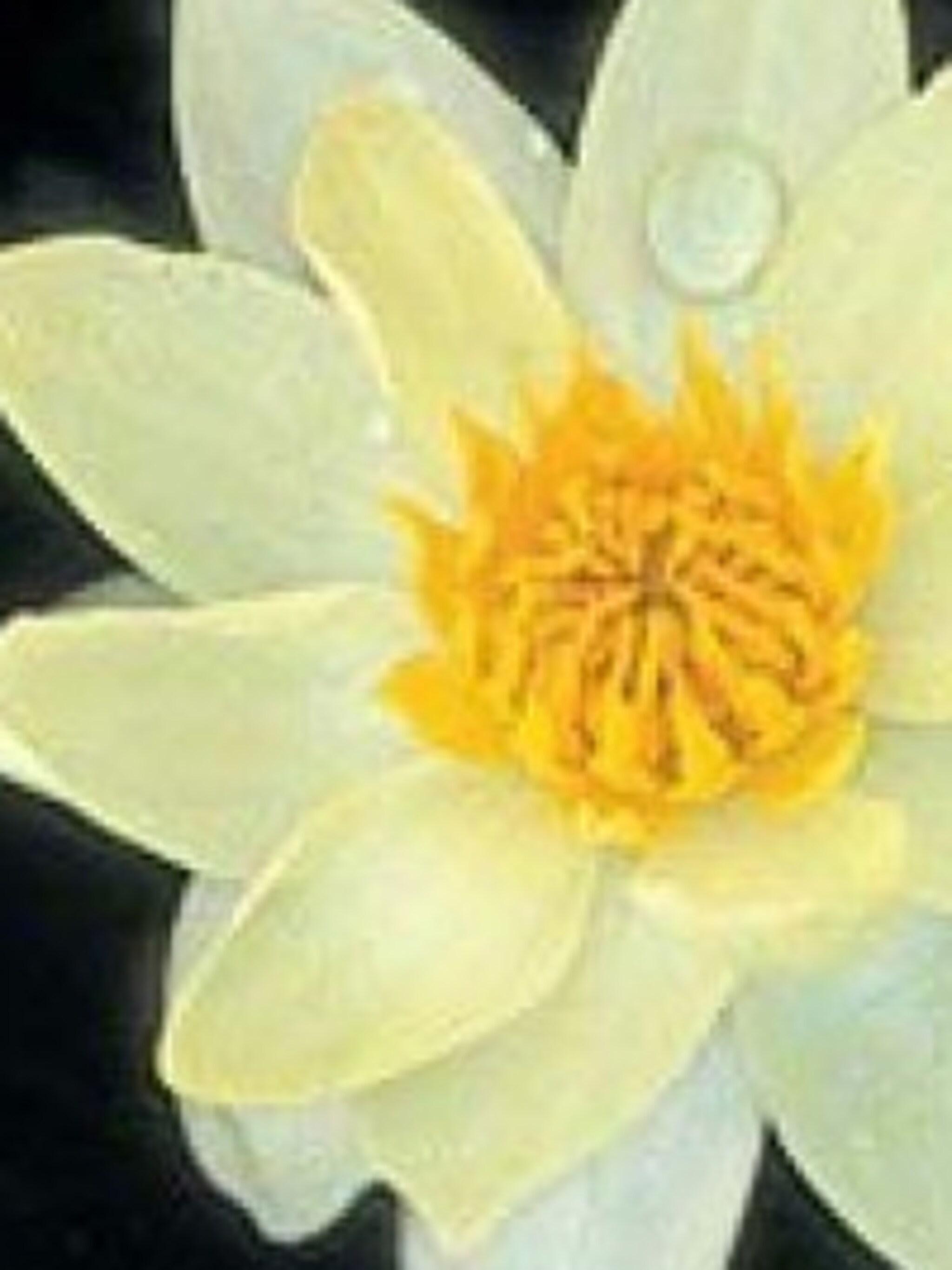 waterlelie nymphaea pygmaea helvola
