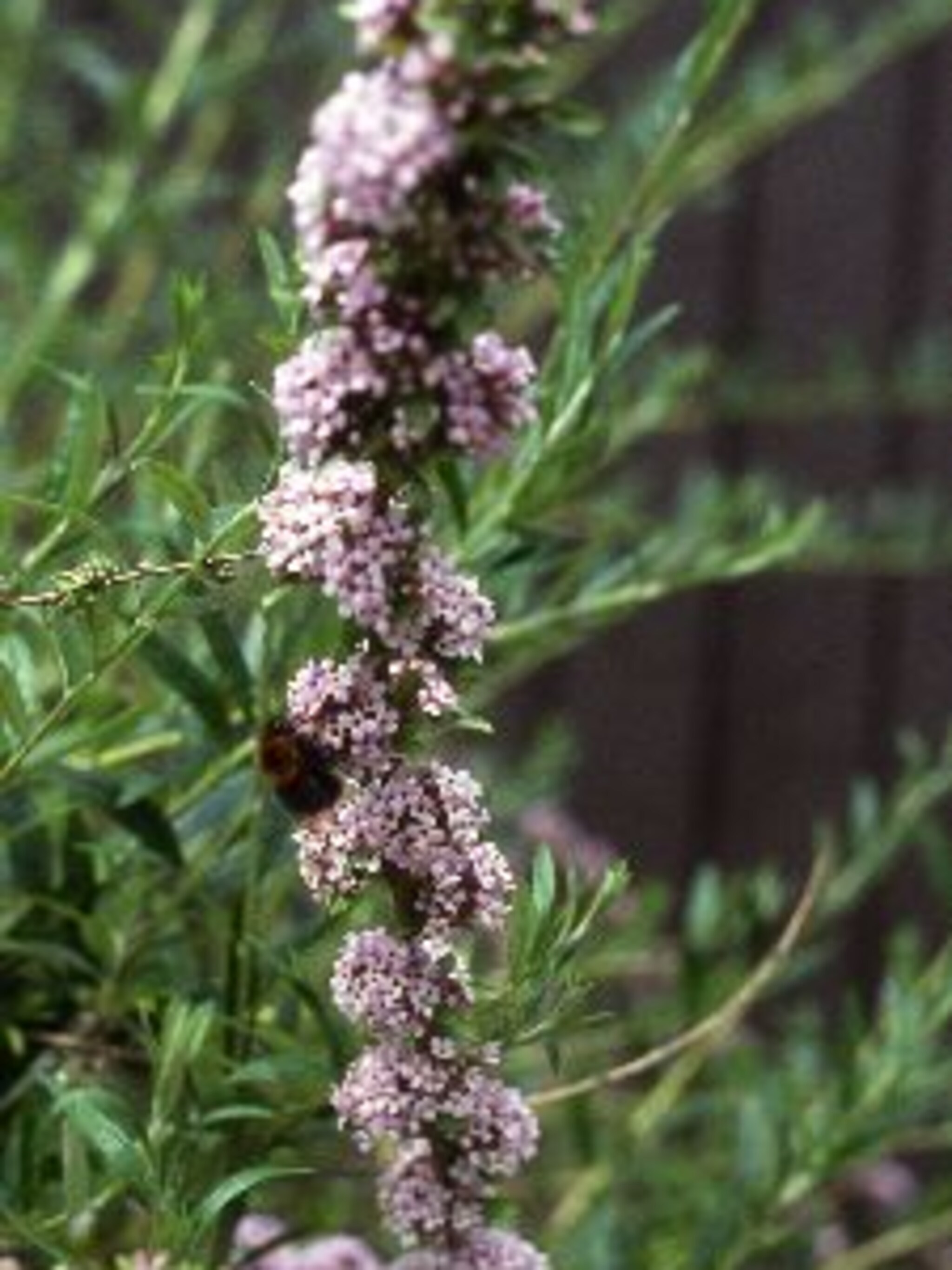 vlinderstruik buddleja alternifolia