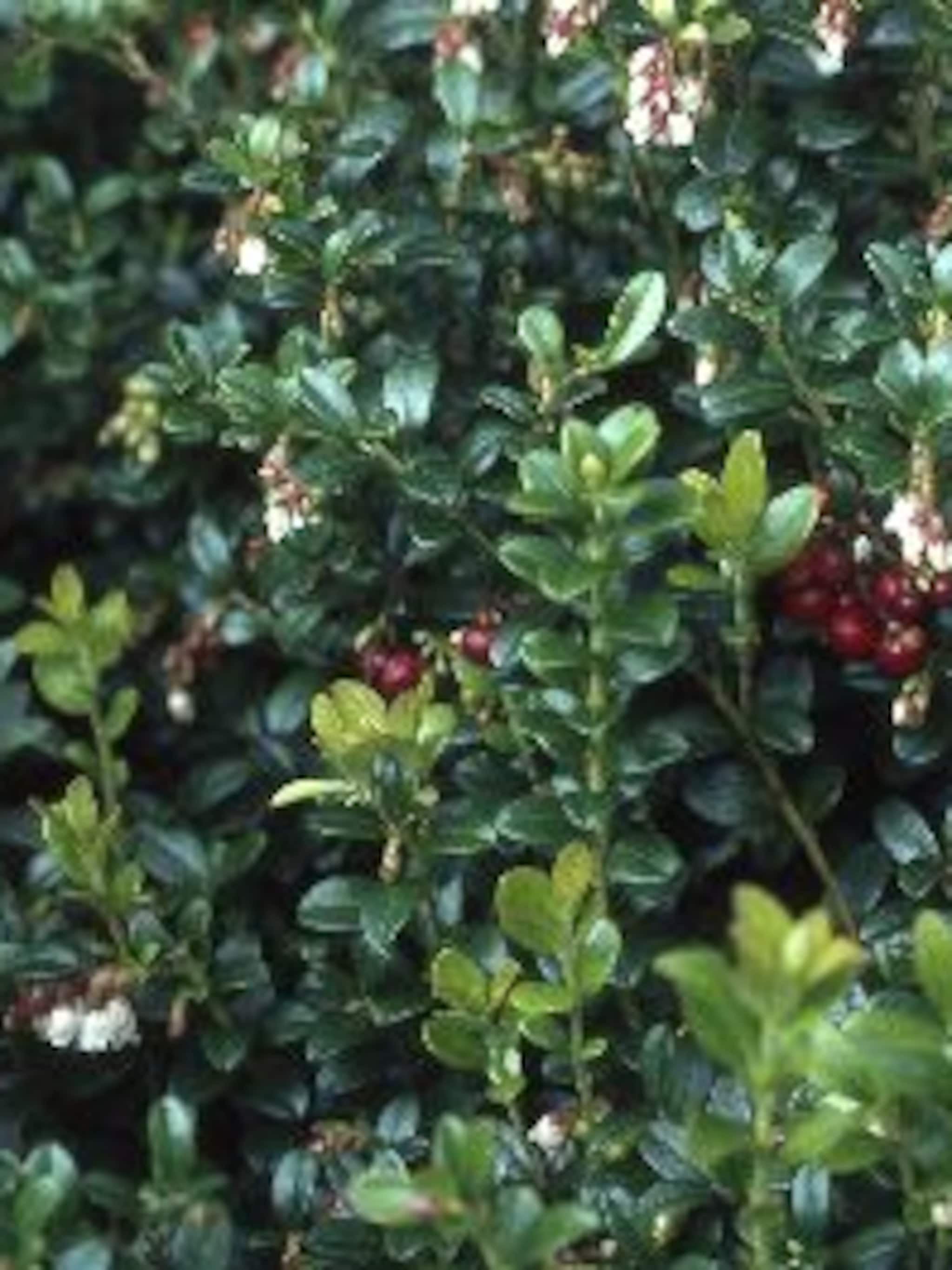 vossenbes vaccinium koralle