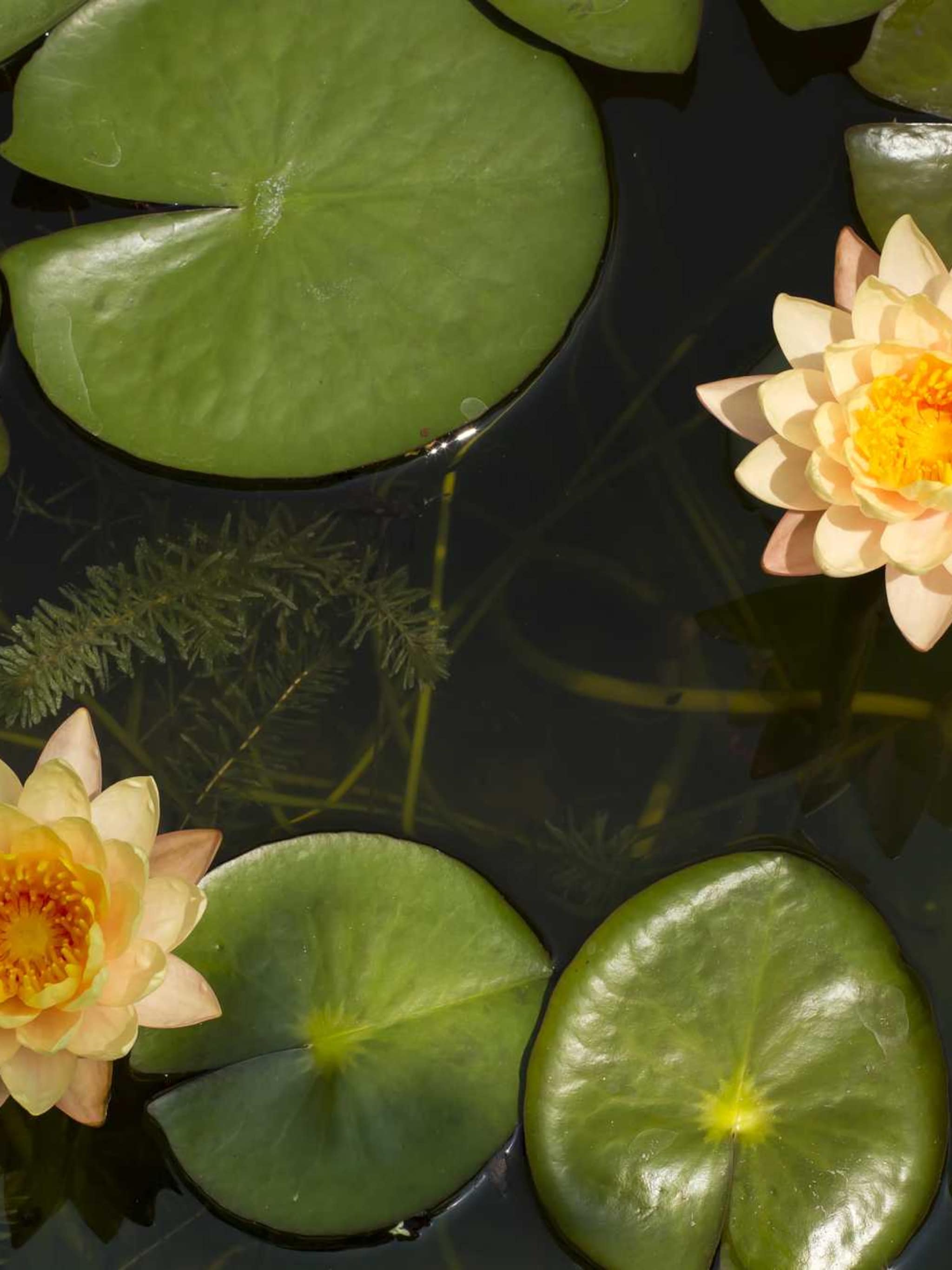 waterlelie nymphaea paul hariot