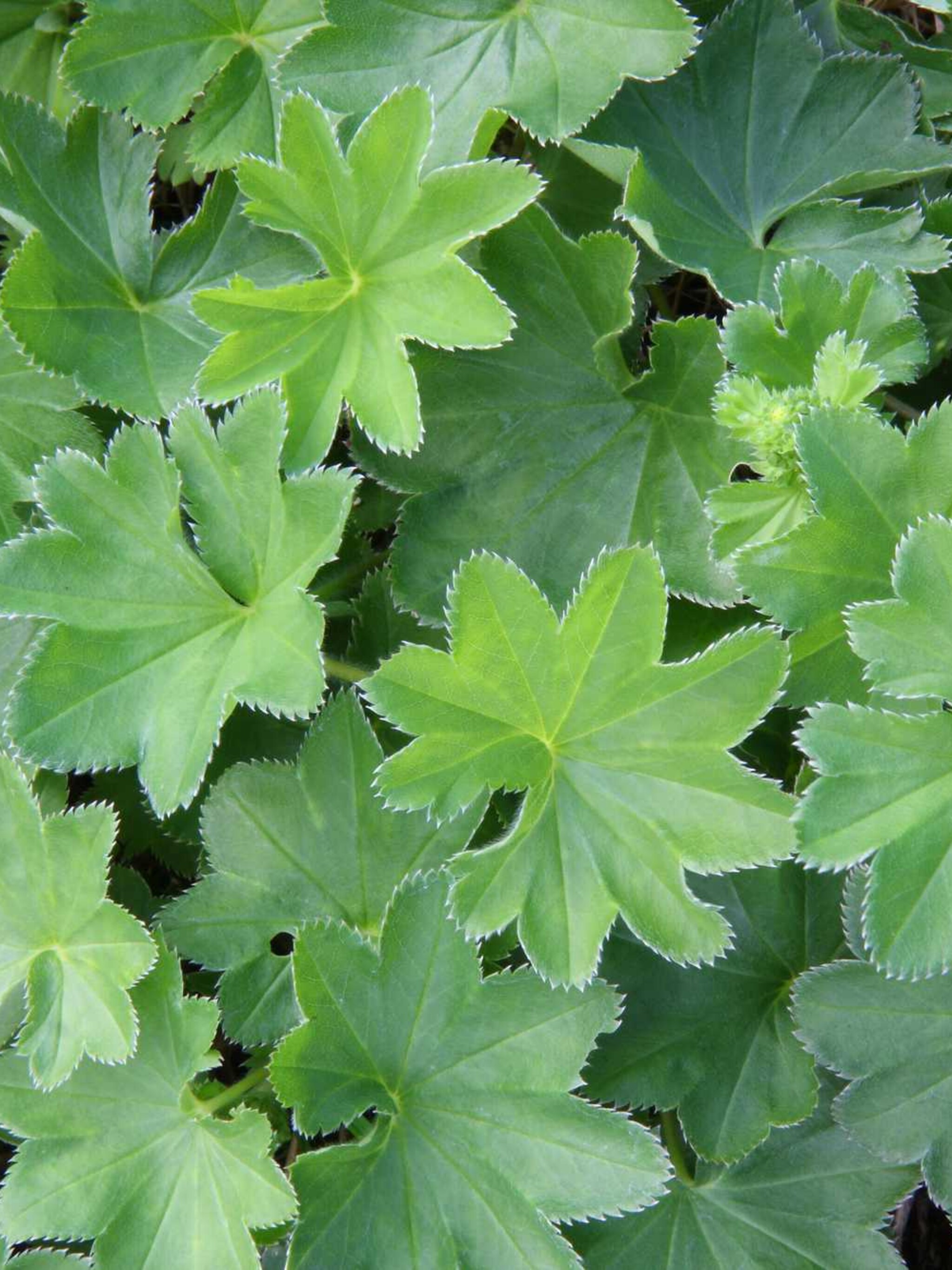 vrouwenmantel alchemilla conjuncta
