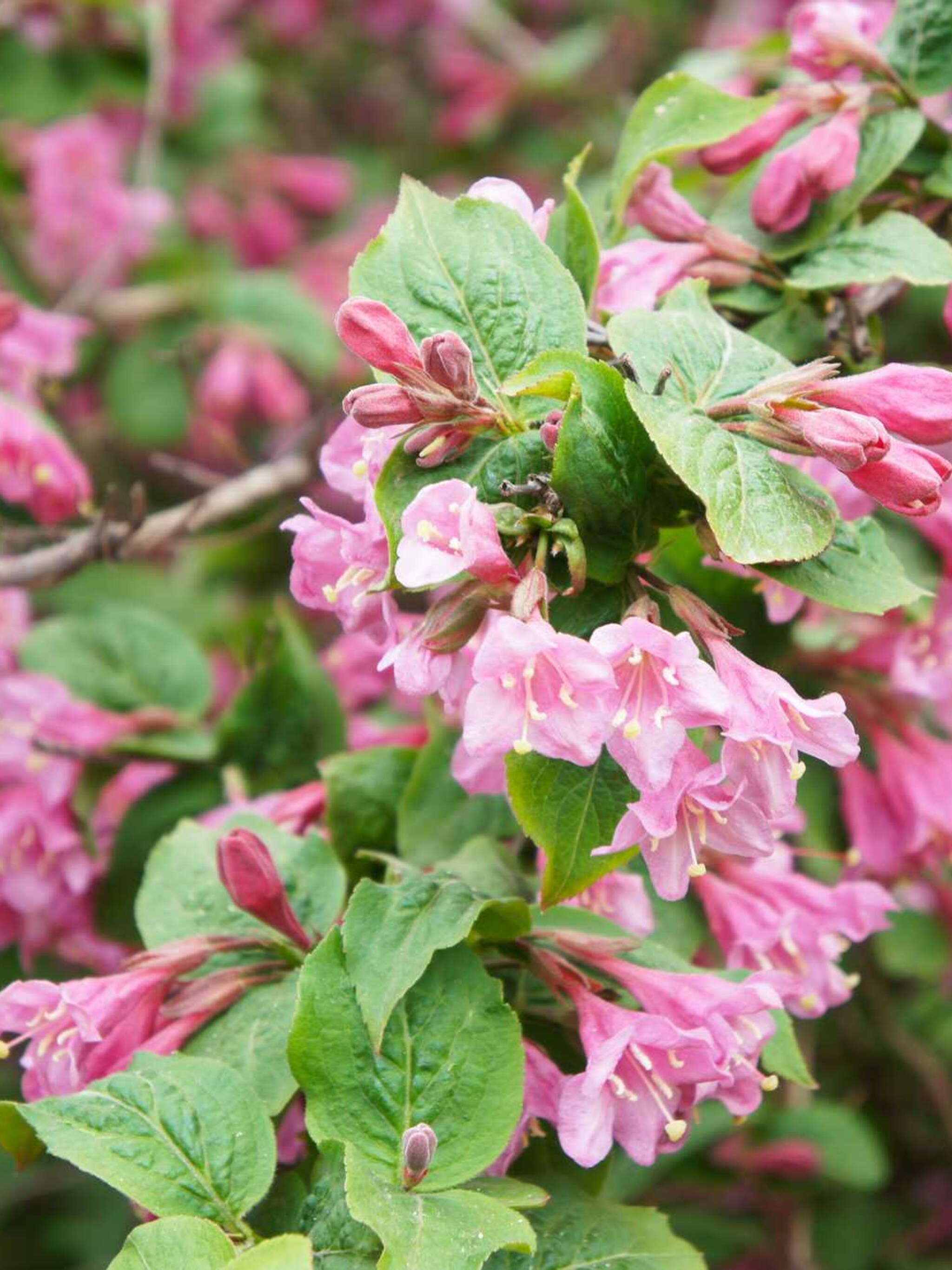 weigelia foliis purpureis