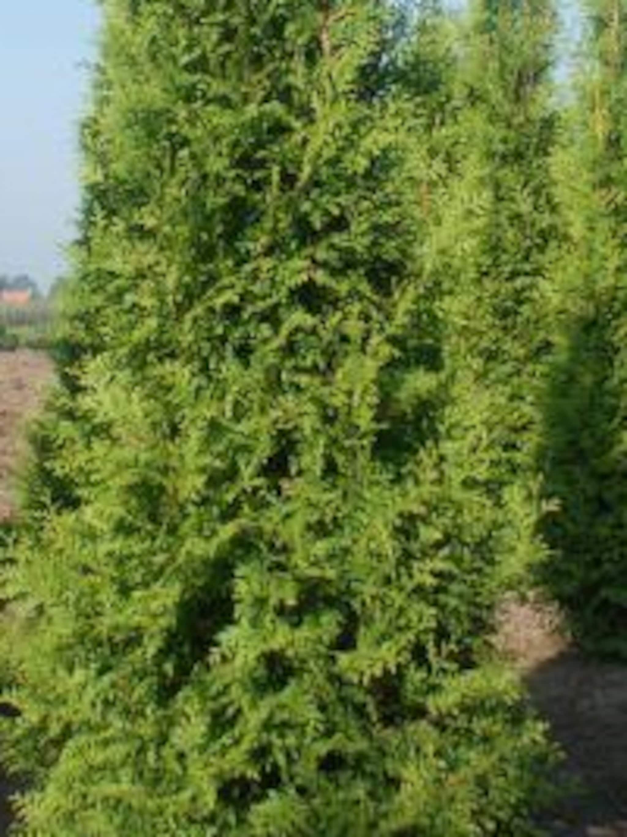 levensboom brabant