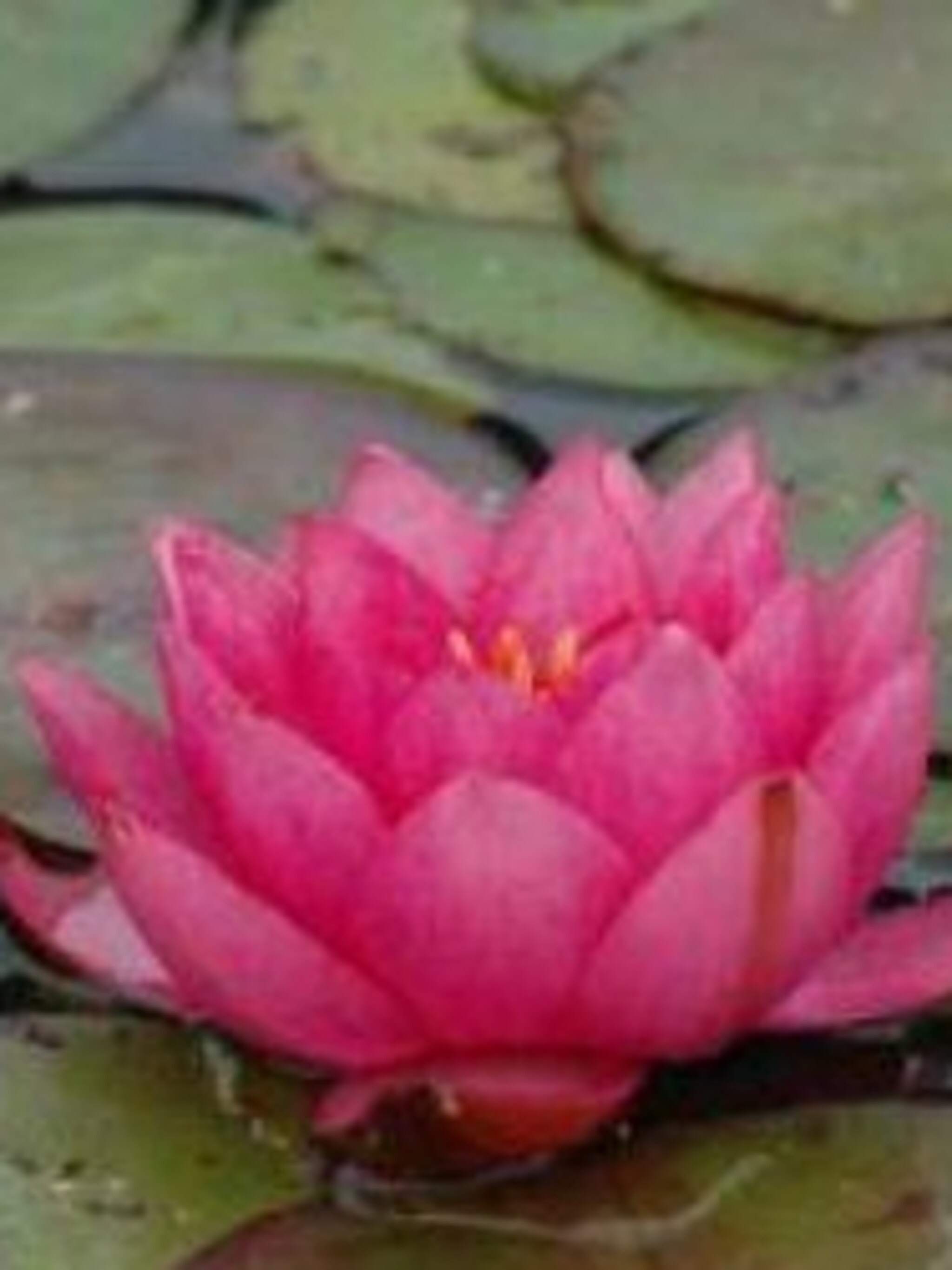 waterlelie nymphaea james brydon