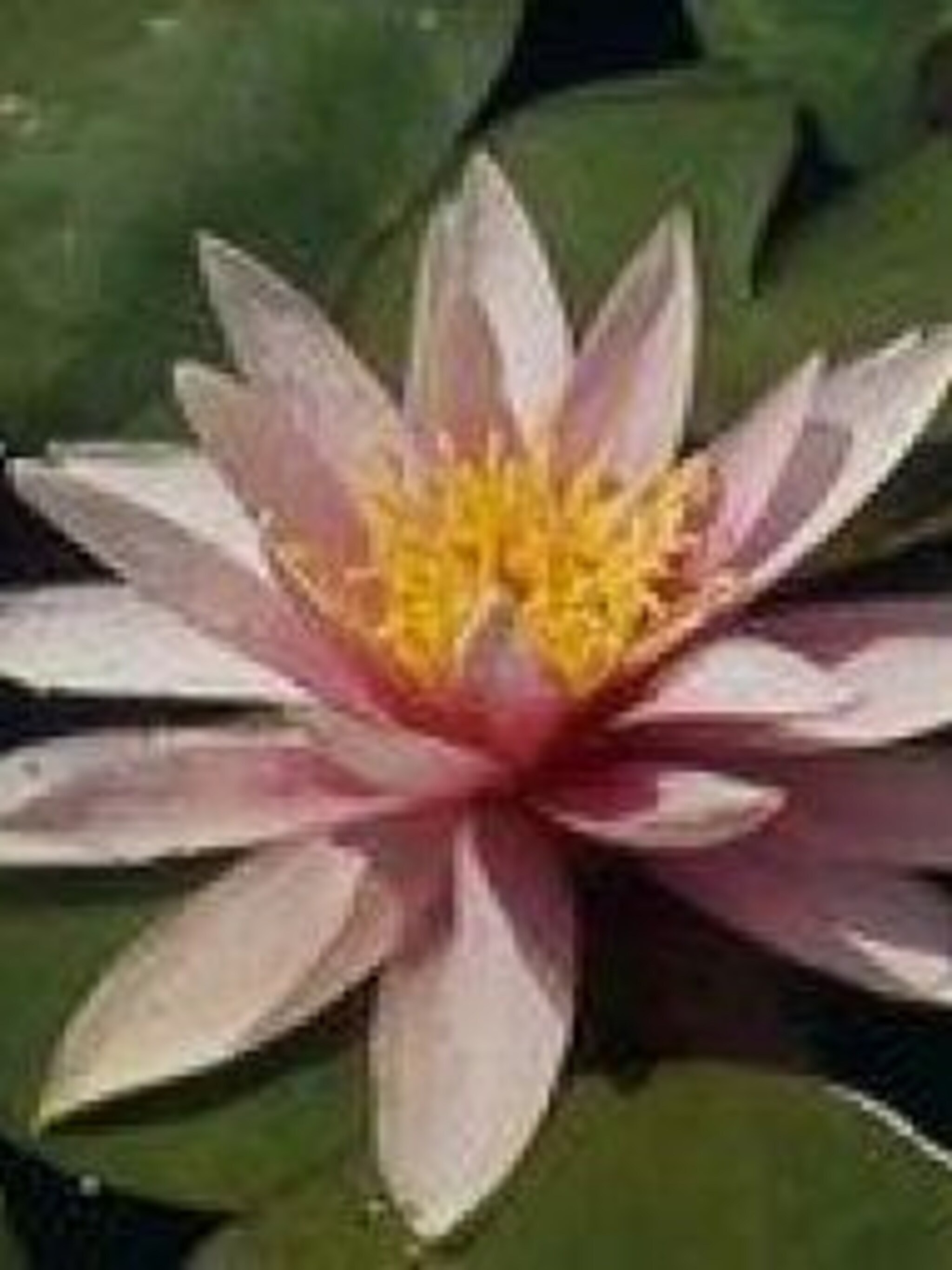 waterlelie nymphaea madame wilfron gonnere