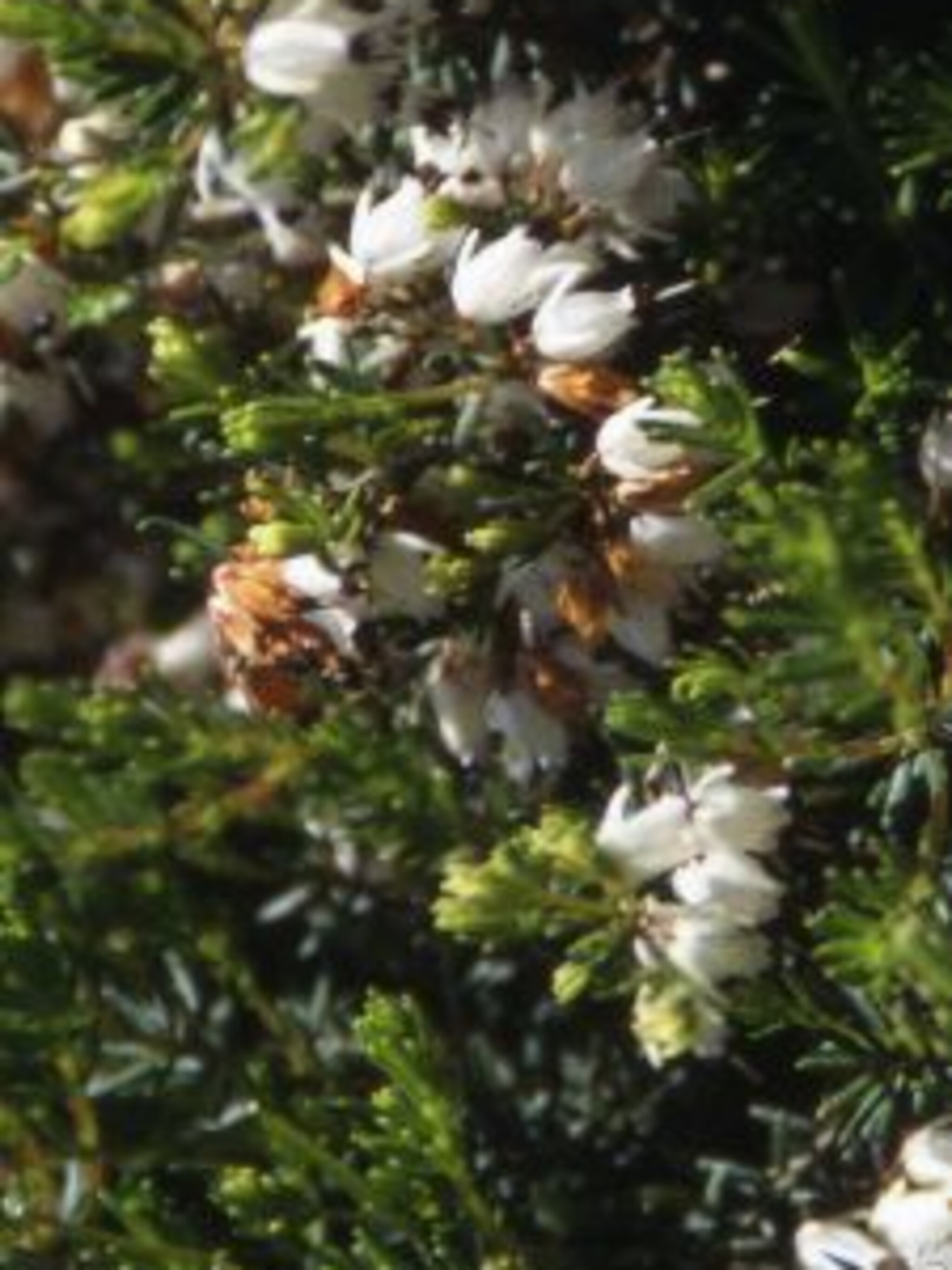 winterheide erica snow queen