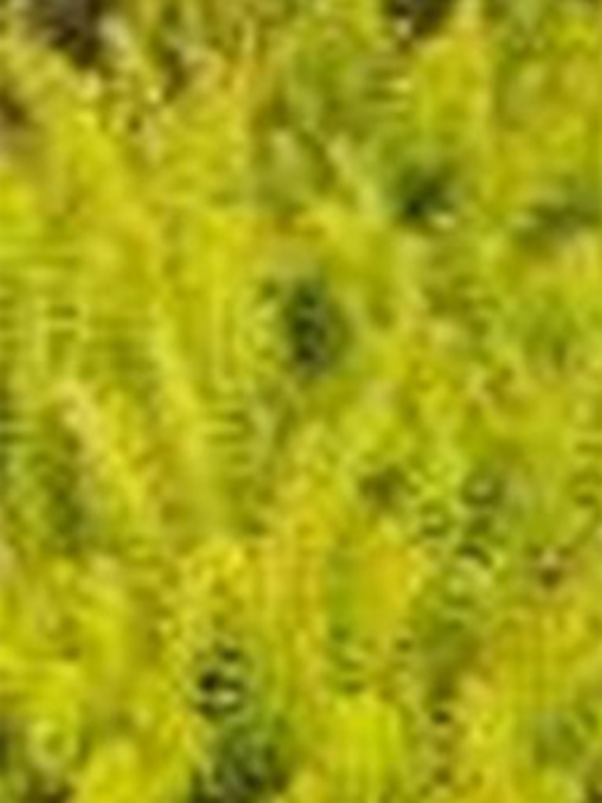 winterheide erica aurea