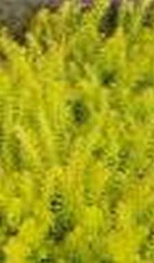 beeld vtwonen