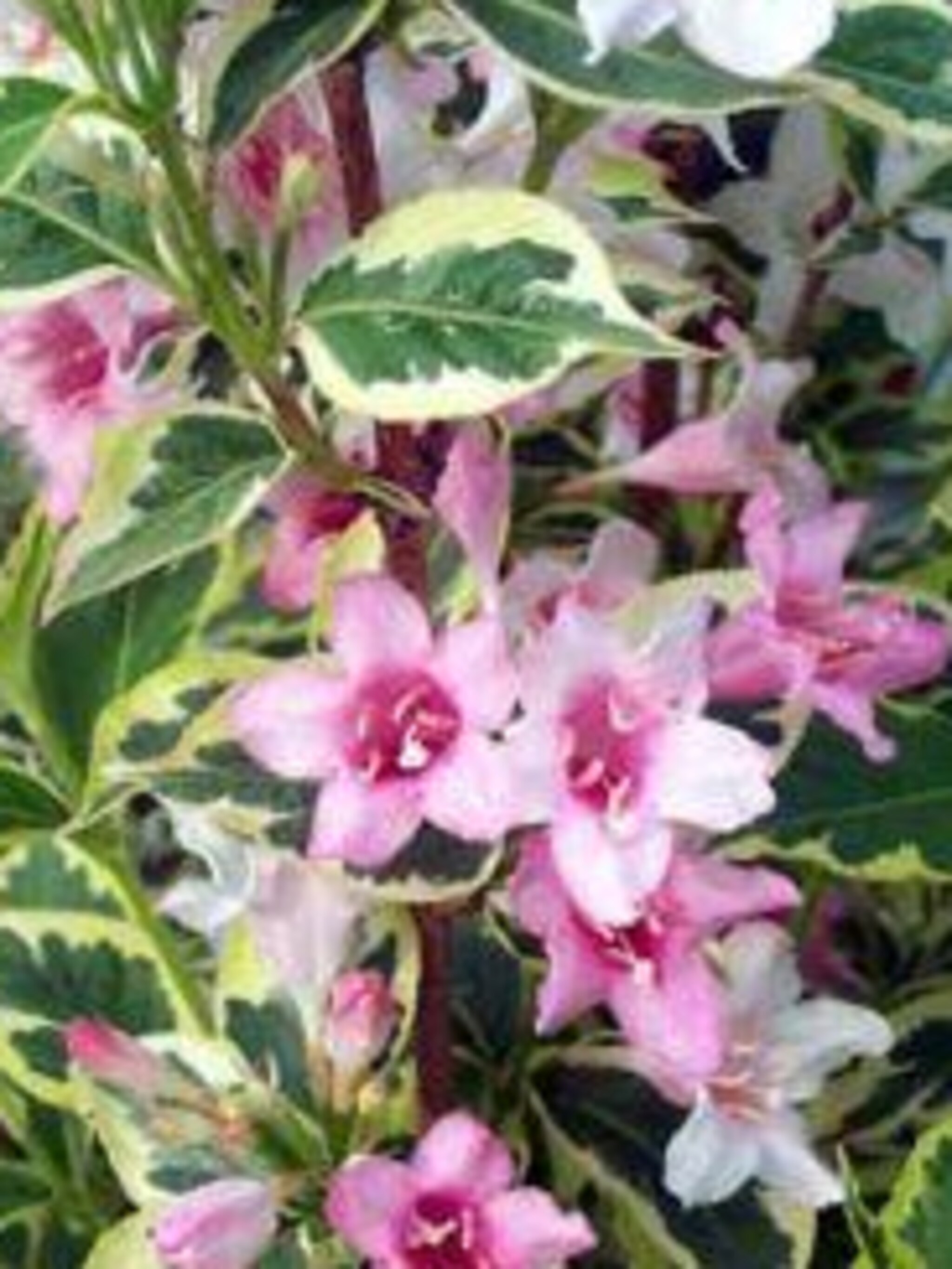 weigelia florida