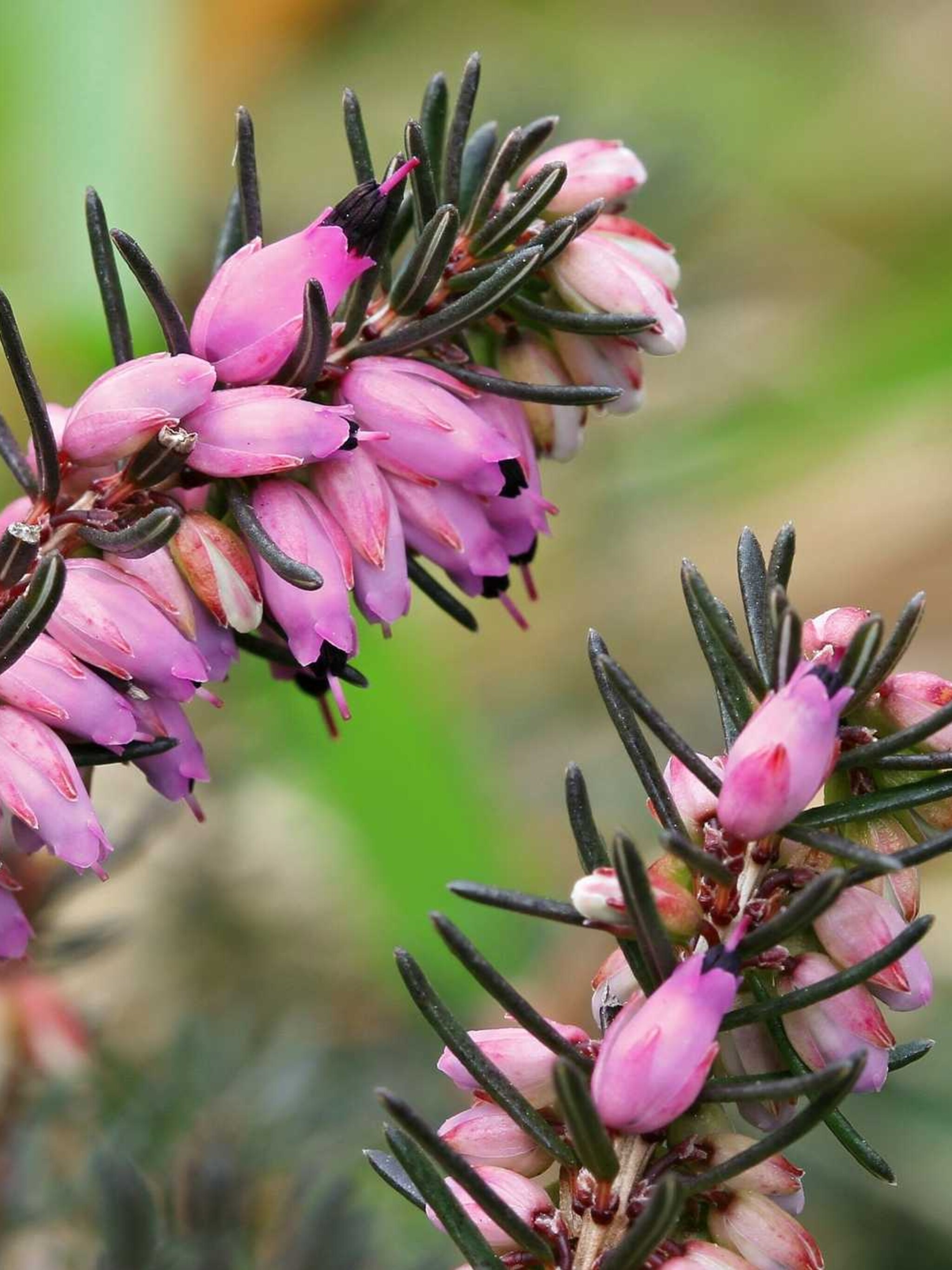 winterheide erica winter beauty