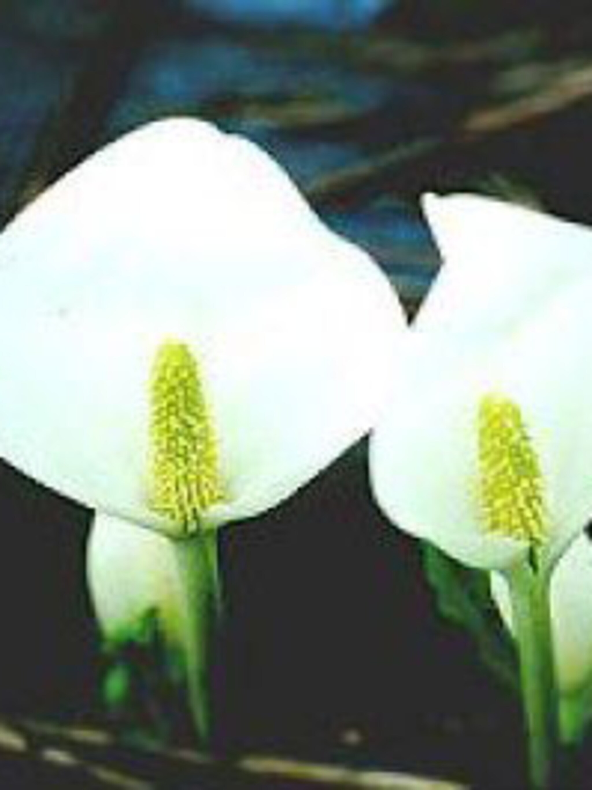 witte aronskelk