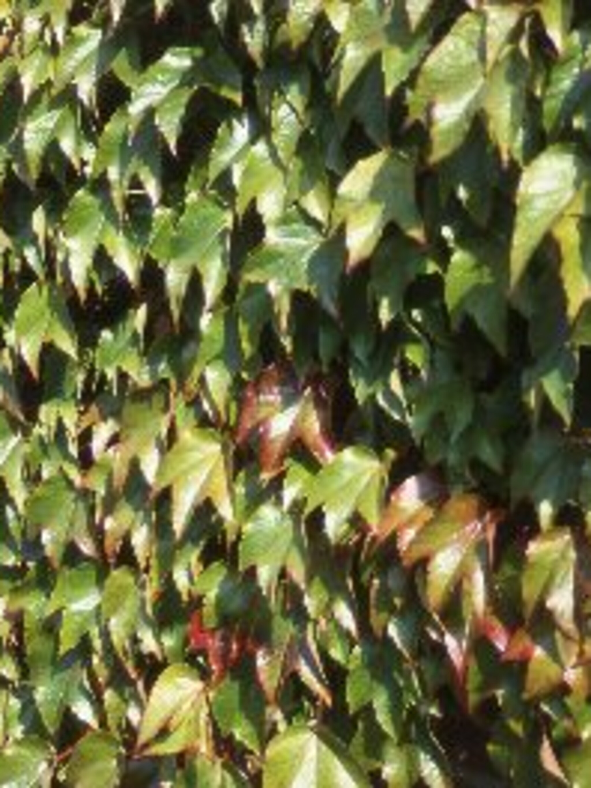 wilde wingerd parthenocissus tricuspidata