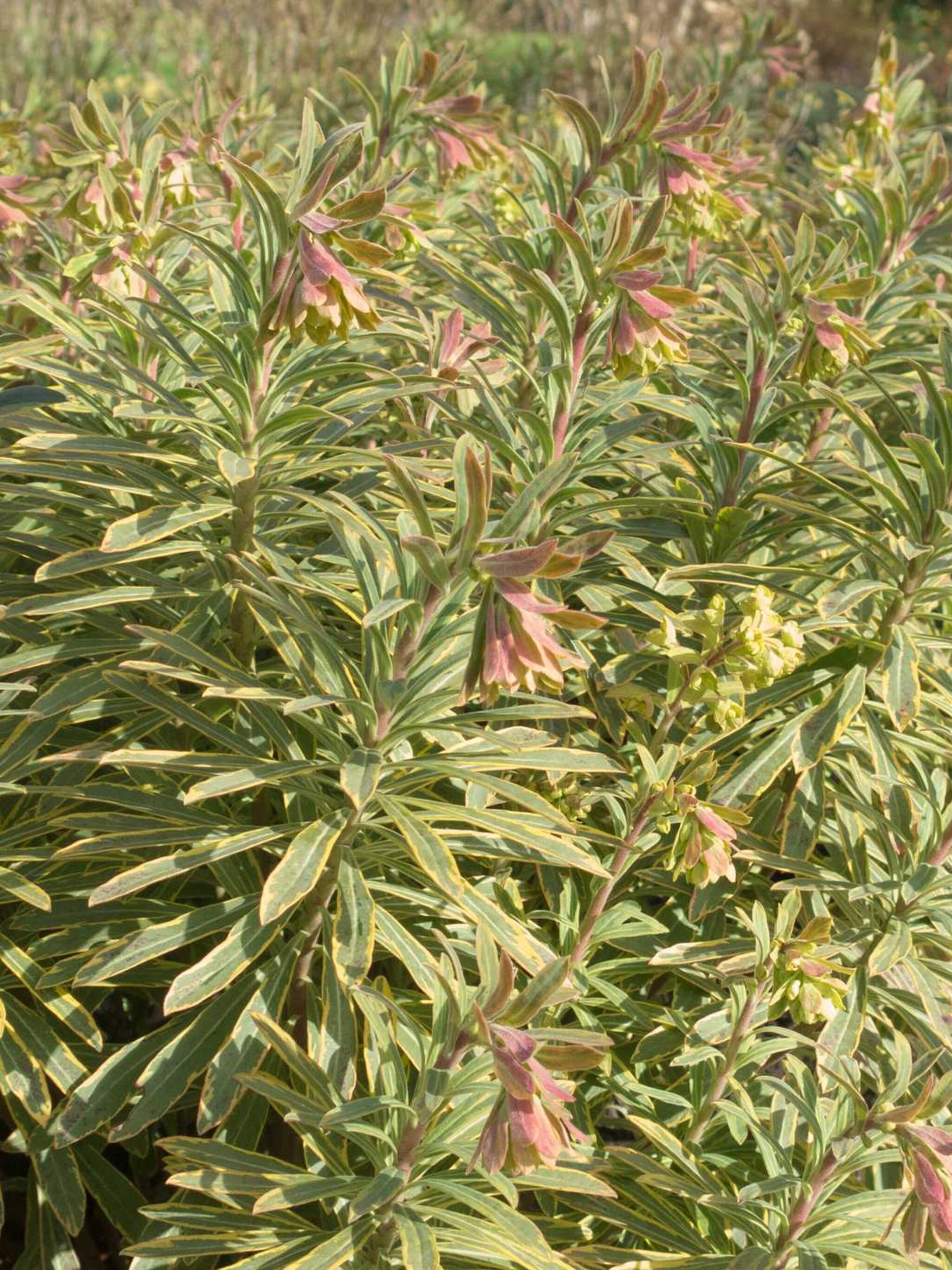 wolfsmelk euphorbia