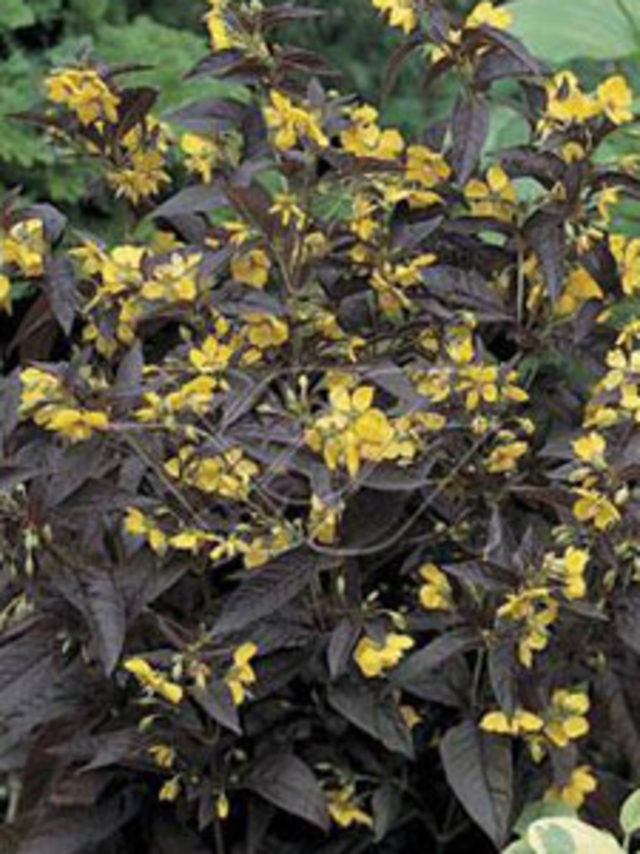 wederik lysimachia ciliata firecracker