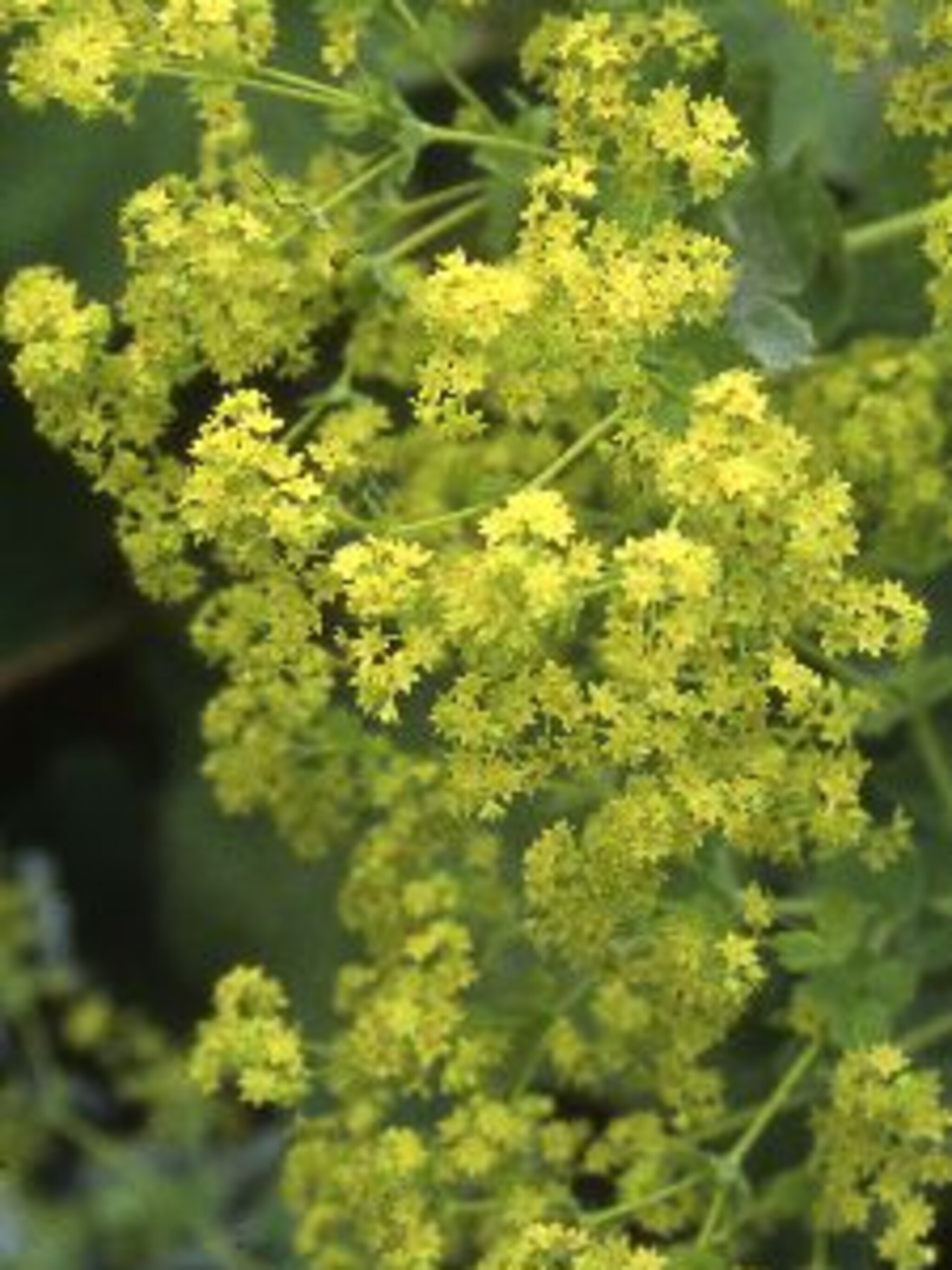vrouwenmantel alchemilla mollis robustica