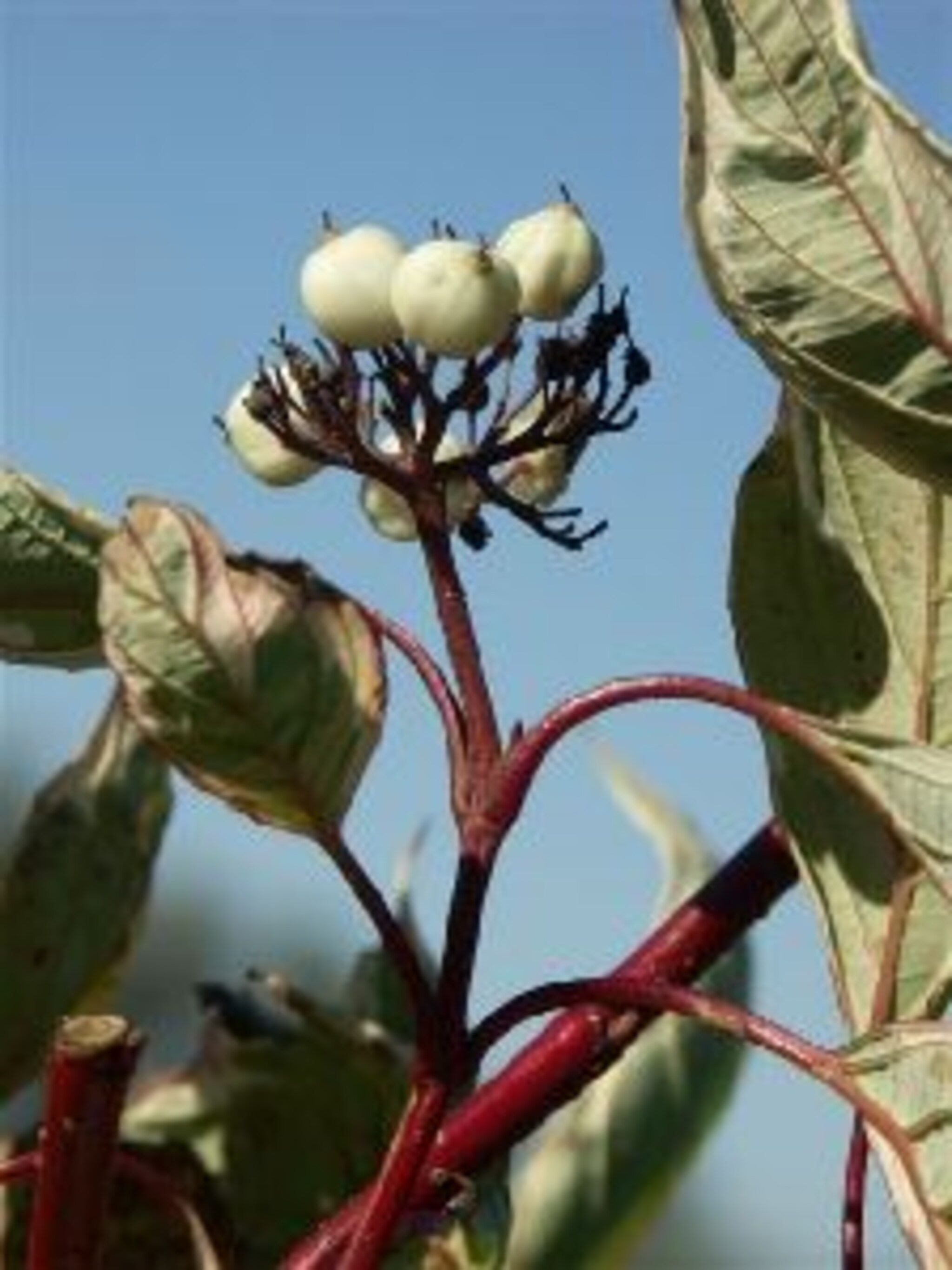 kornoelje elegantissima