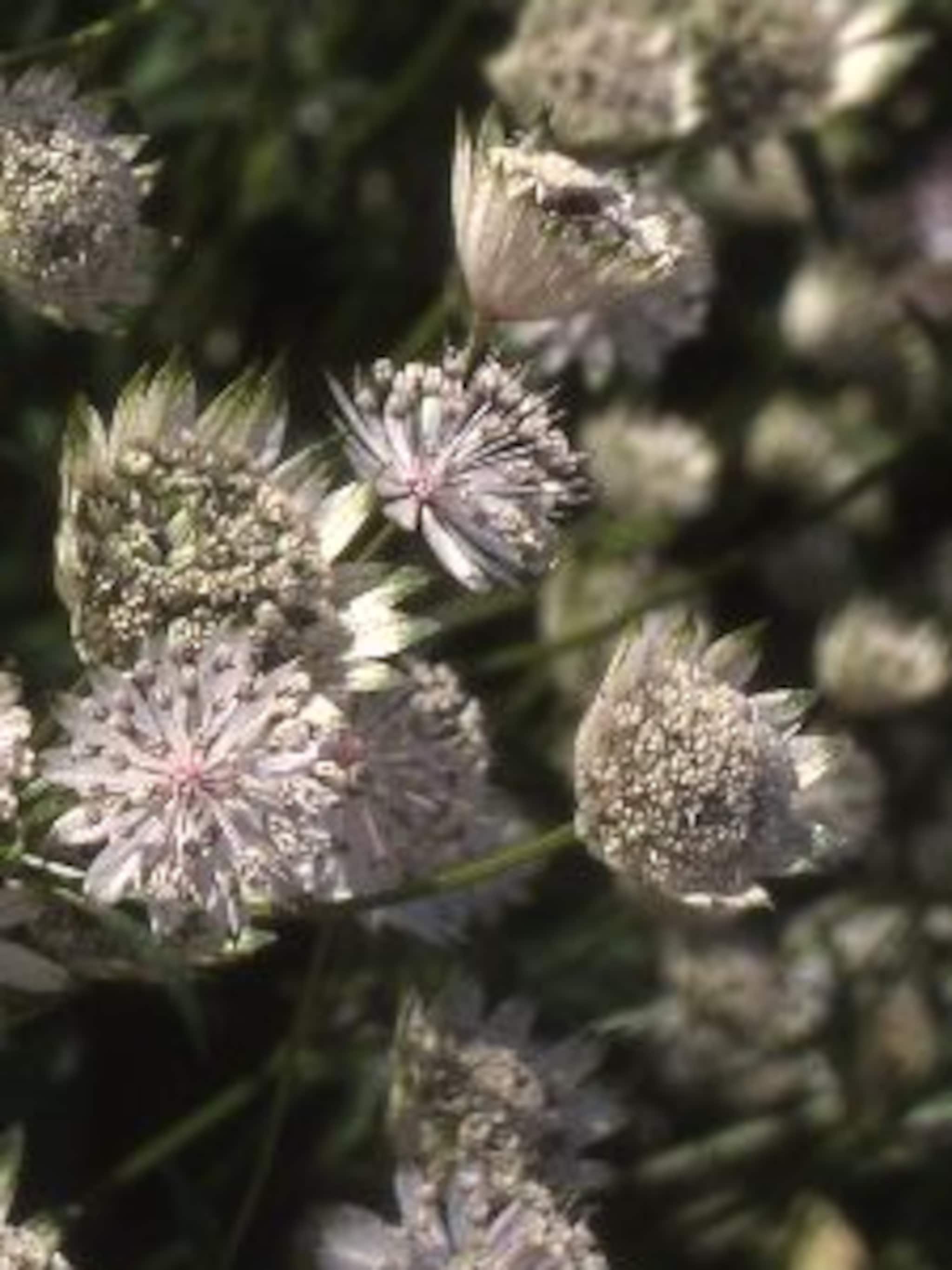 zeeuws knoopje astrantia alba