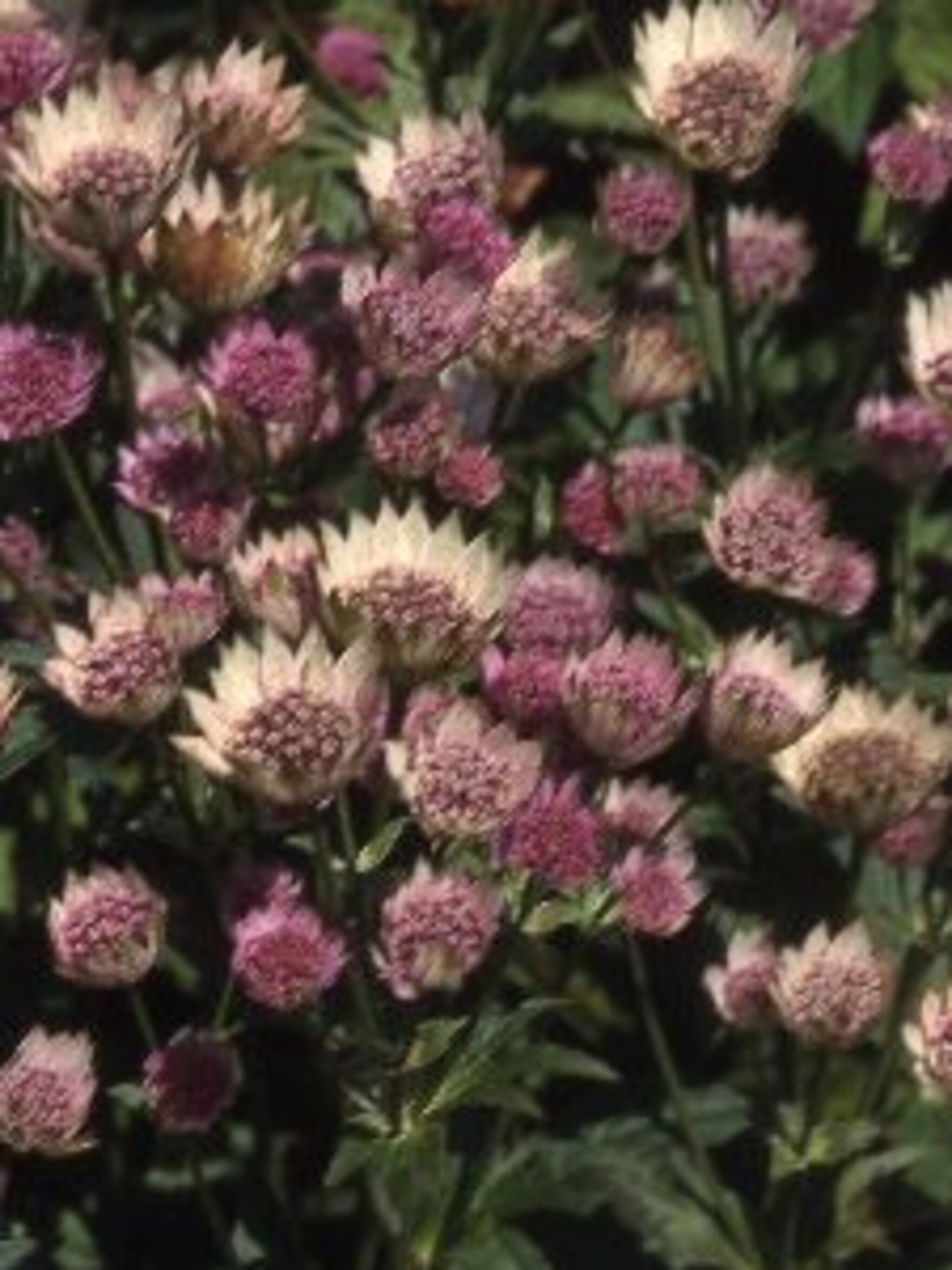 zeeuws knoopje astrantia roma