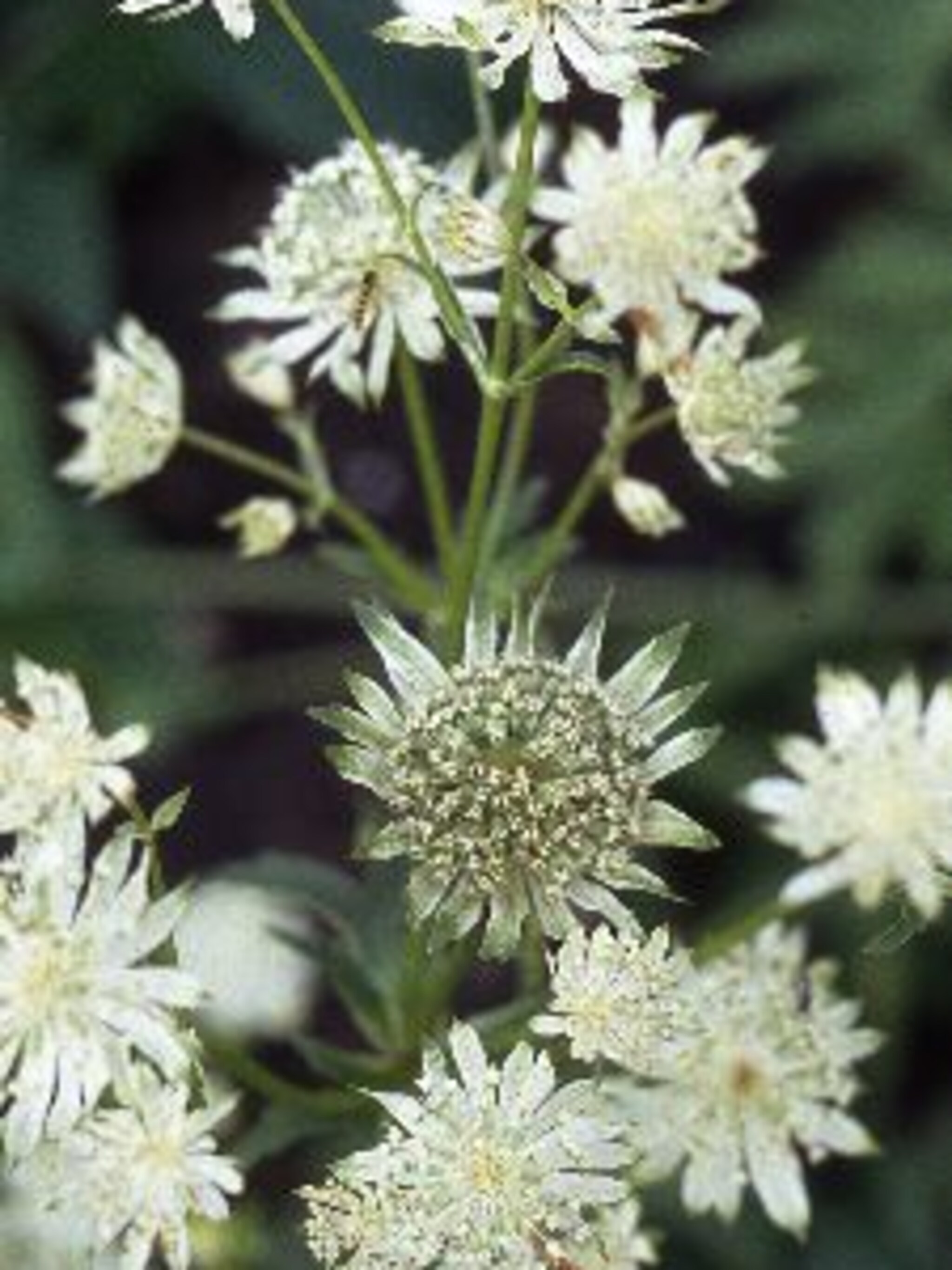 zeeuws knoopje astrantia major subspecia involucrata