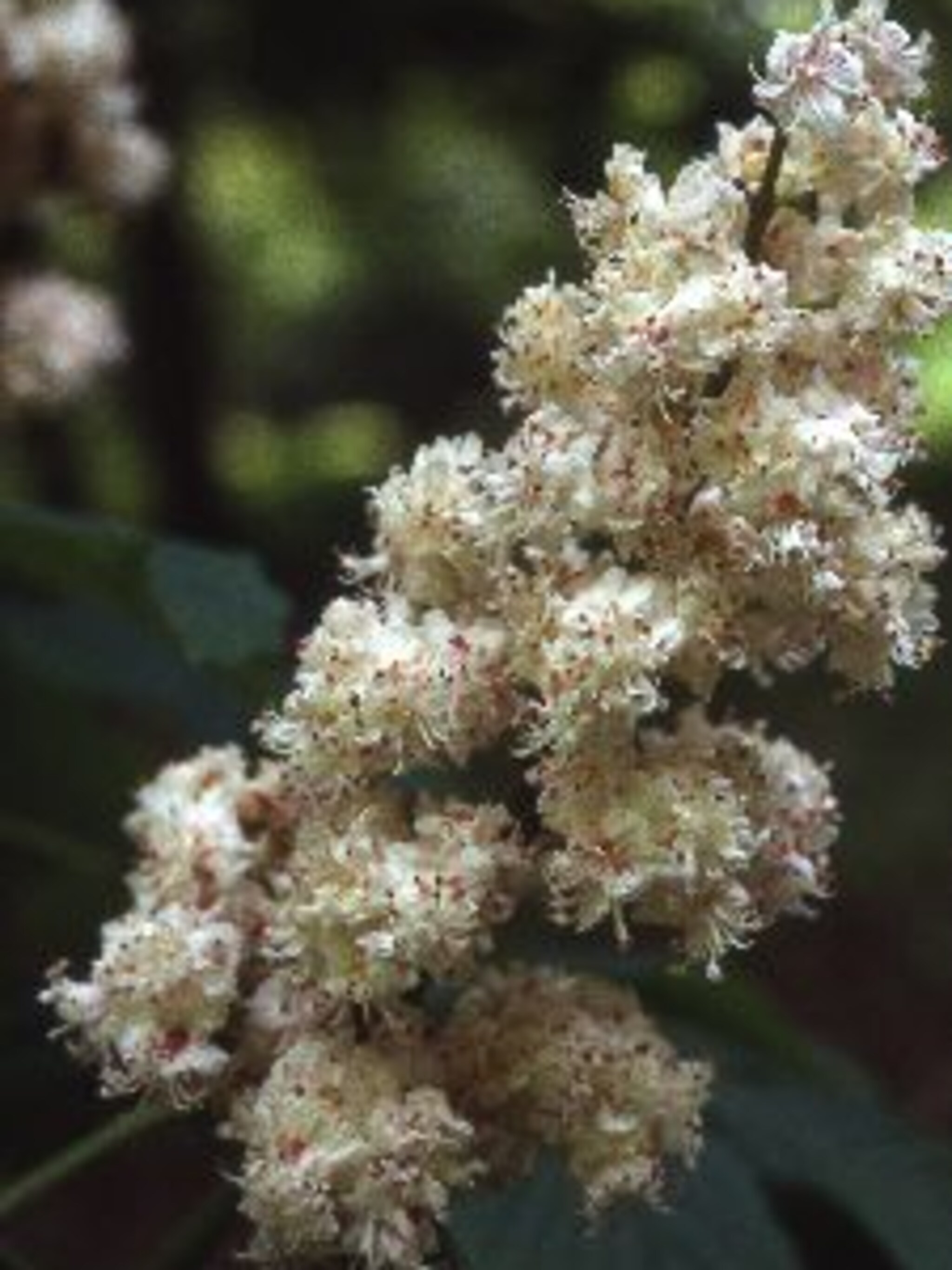 witte paardenkastanje aesculus baumannii